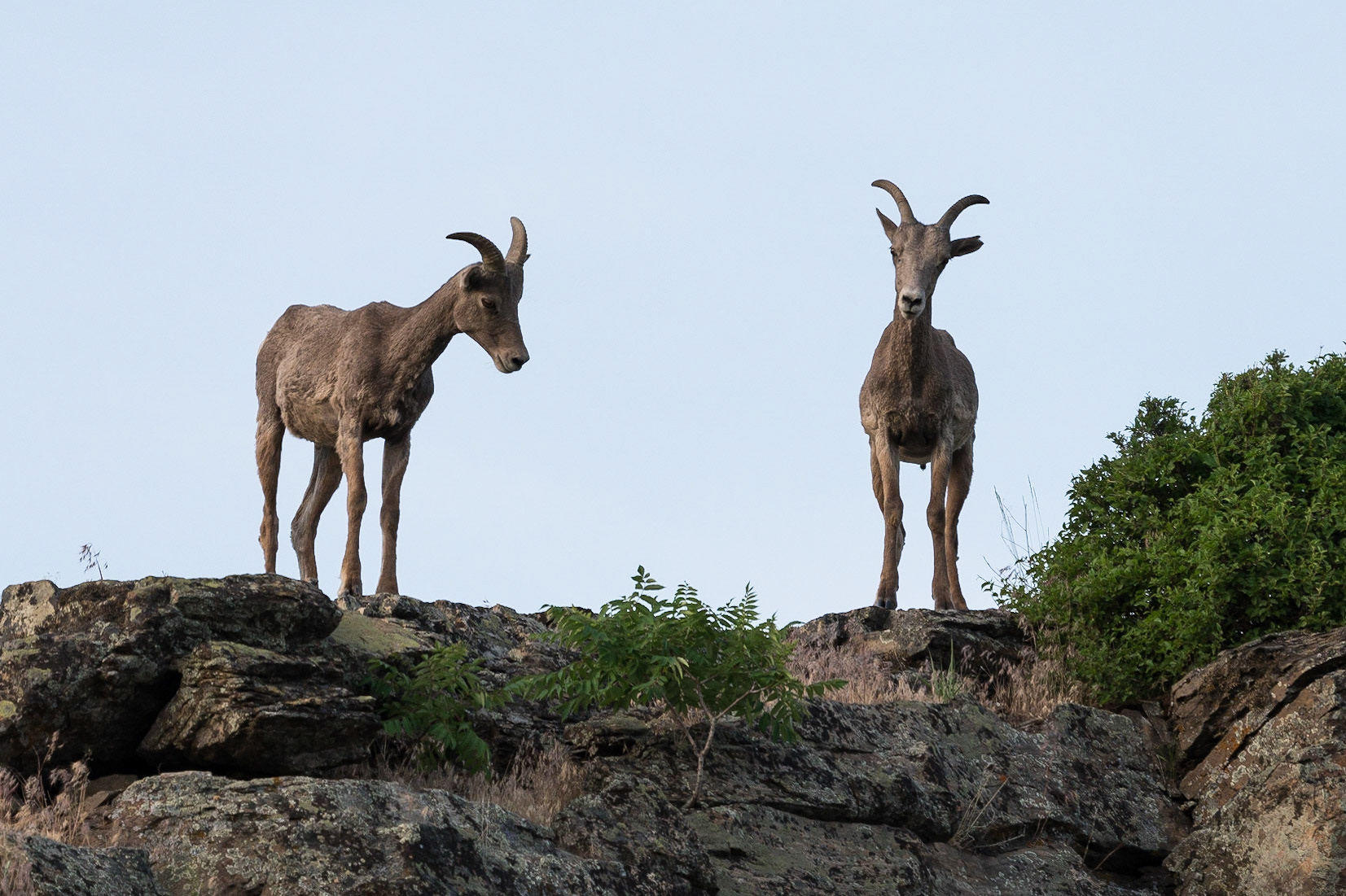 Bighorn sheep, watching from atop a cliff. Osoyoos, BC.