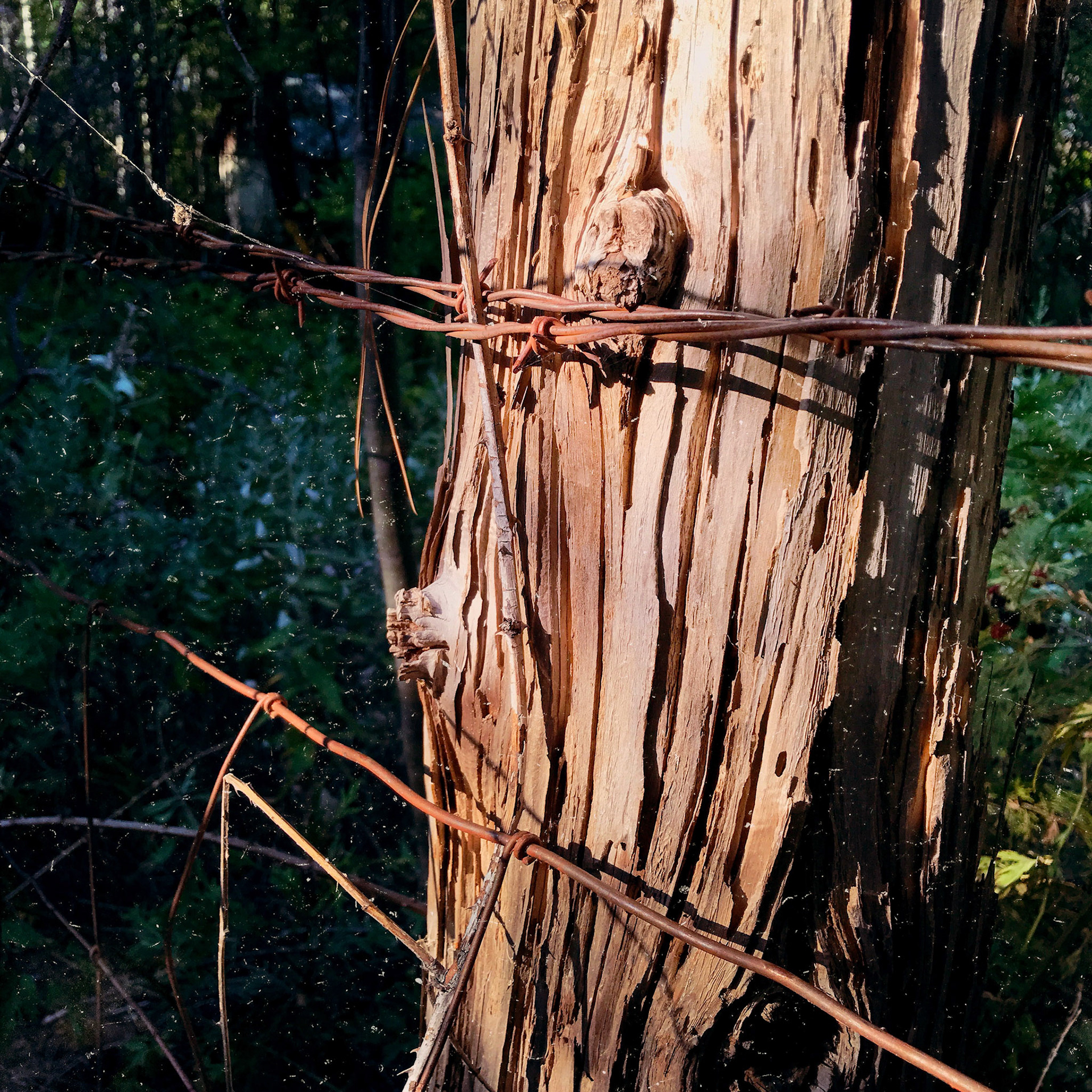 Old Post and Barbed Wire