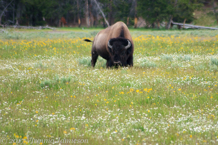 Bison at Yellowstone NP preparing to charge; UA-92916515-1