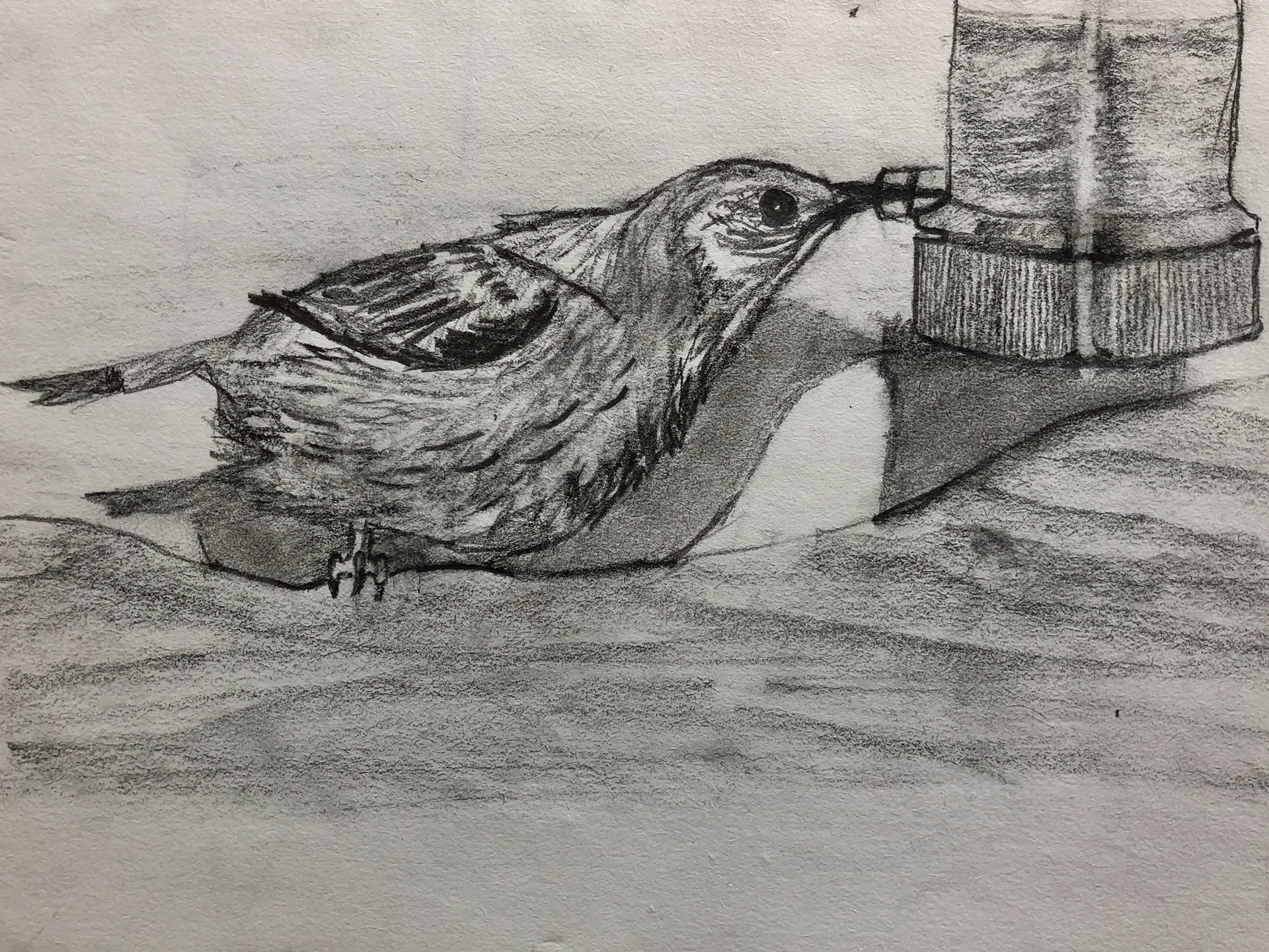 Sumeet Chakravarti, Quenching Thirst, Drawing & Illustration, Beachwood Middle School, Educator: Van Monroe, Grade 8,  Honorable Mention