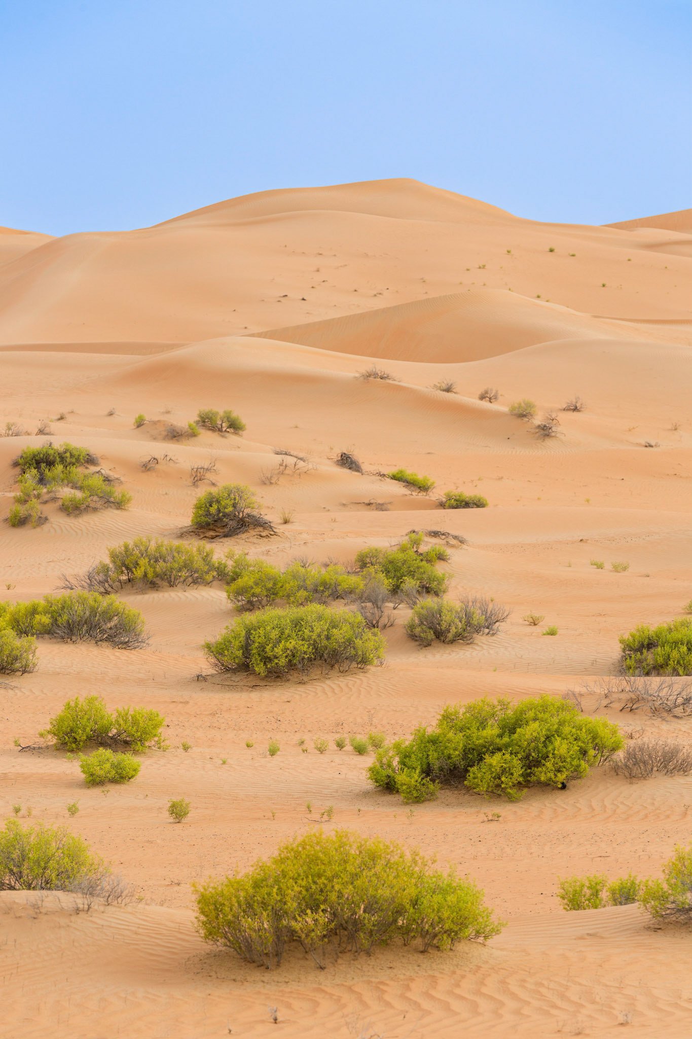 Liwa Dunes