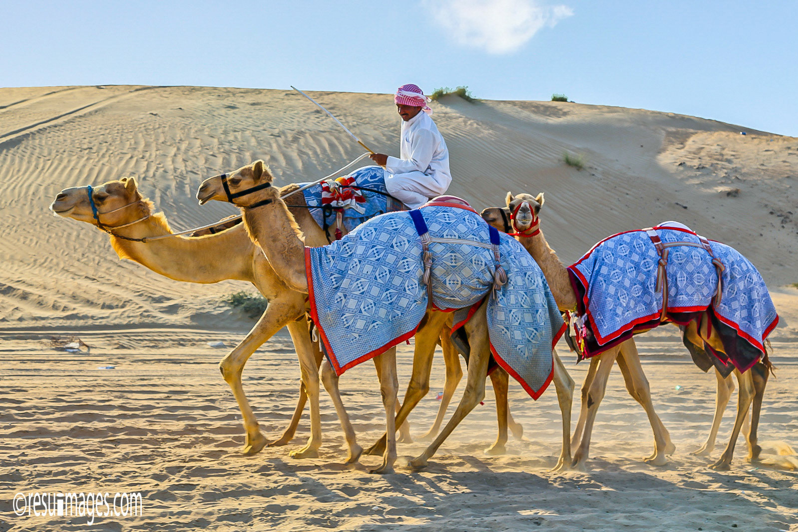 Kamelreiter, Dubai, ARE