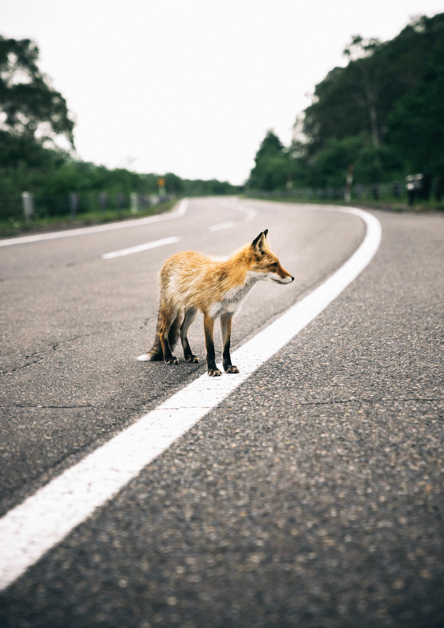 キタキツネ
北海道鹿追町