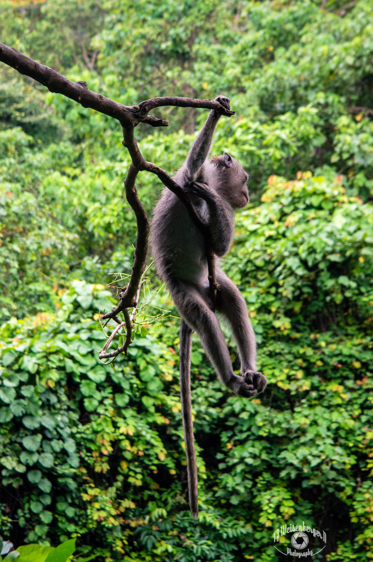 Crab Eating Macaque Hanging Out in the Sacred Monkey Forest - Ubud, Bali, Indonesia; Animal; Asia; Bali; Balinese Long-tailed Monkey; Environment; Hang in there; Hanging; Indonesia; Island; Jungle; Landscape; Landscape - Scenery; Macaca fascicularis; Mandala Suci Wenara Wana; Monkey; Monkey Forest; No People; Padangtegal; Photography; Planet Earth; Sacred Monkey Forest Sanctuary; Scenics - Nature; Summer; Sunny; Tourism; Travel; Travel Destinations; Tropical; Tropical Climate; Ubud; Ubud Monkey Forest; Young; crab-eating macaque; fauna; macaque; nature; outdoors; park; wild; wildlife; T.J.; TJ; Weiseberger
