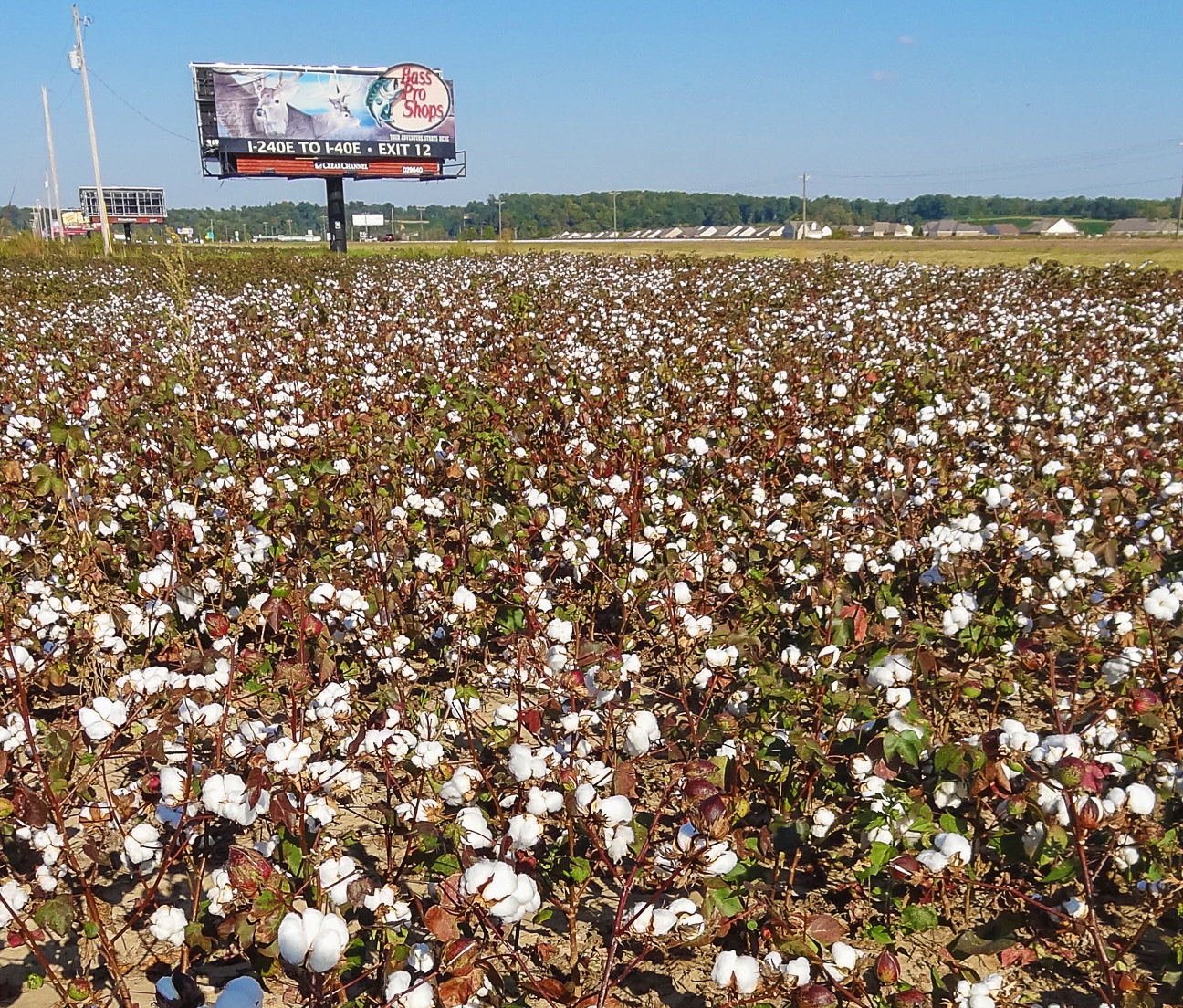 Mississippi, cottonfields
