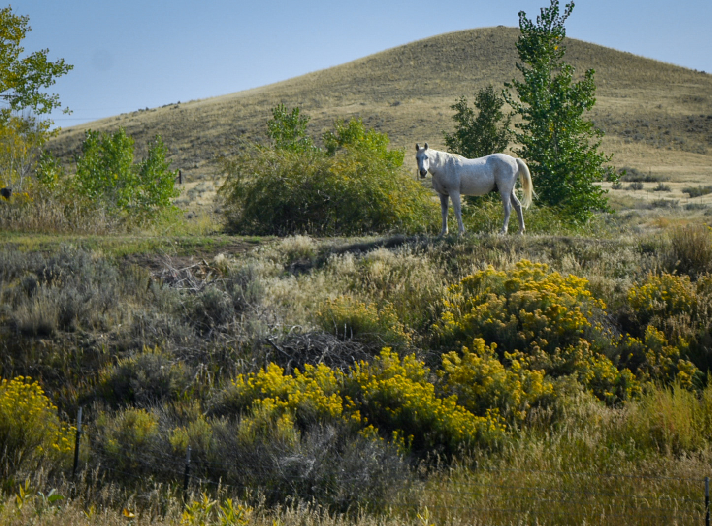 Montana, white horse