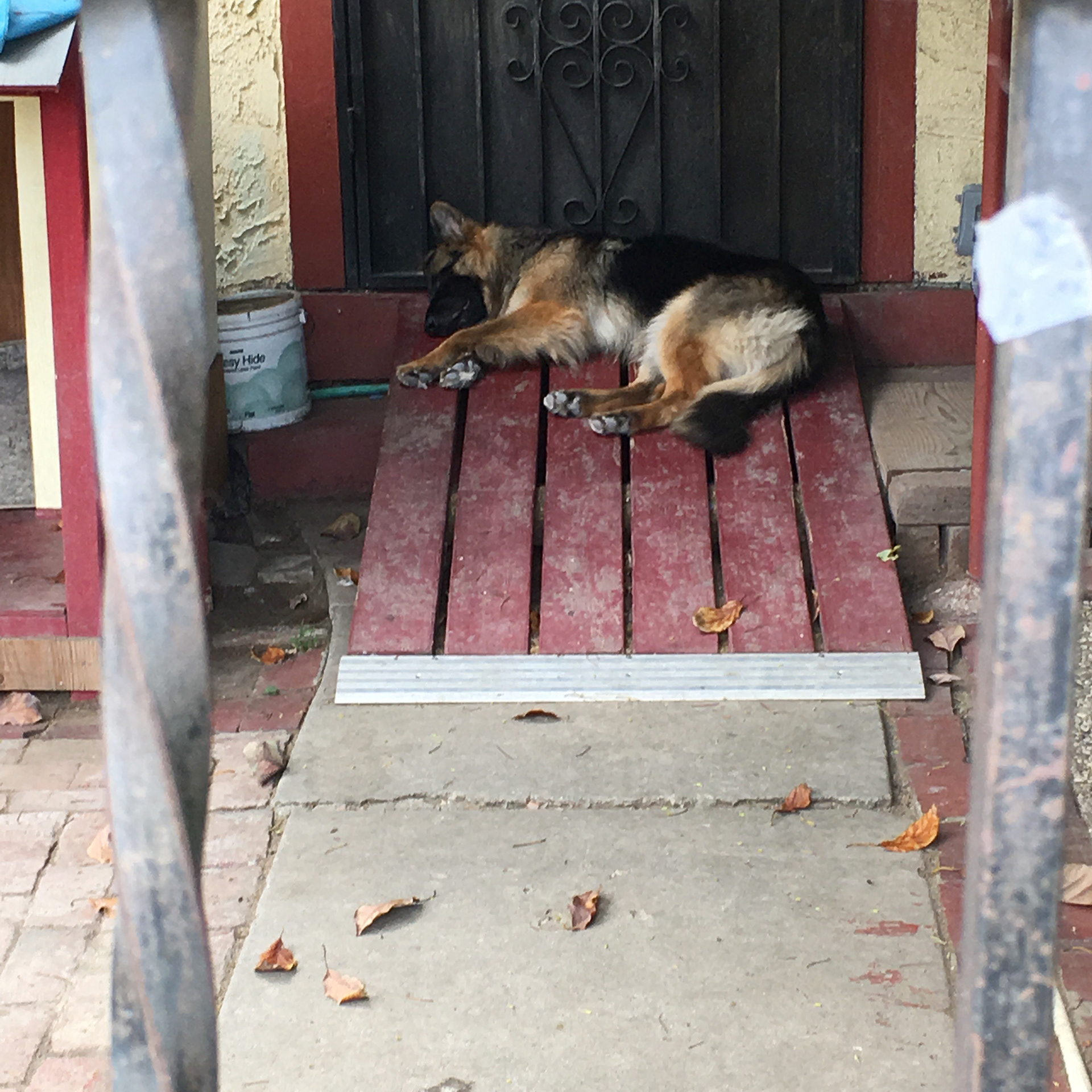 'Dog in a Doorway' - 2018