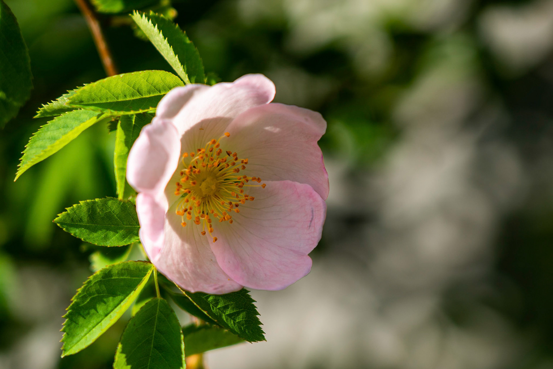 Wild Rose