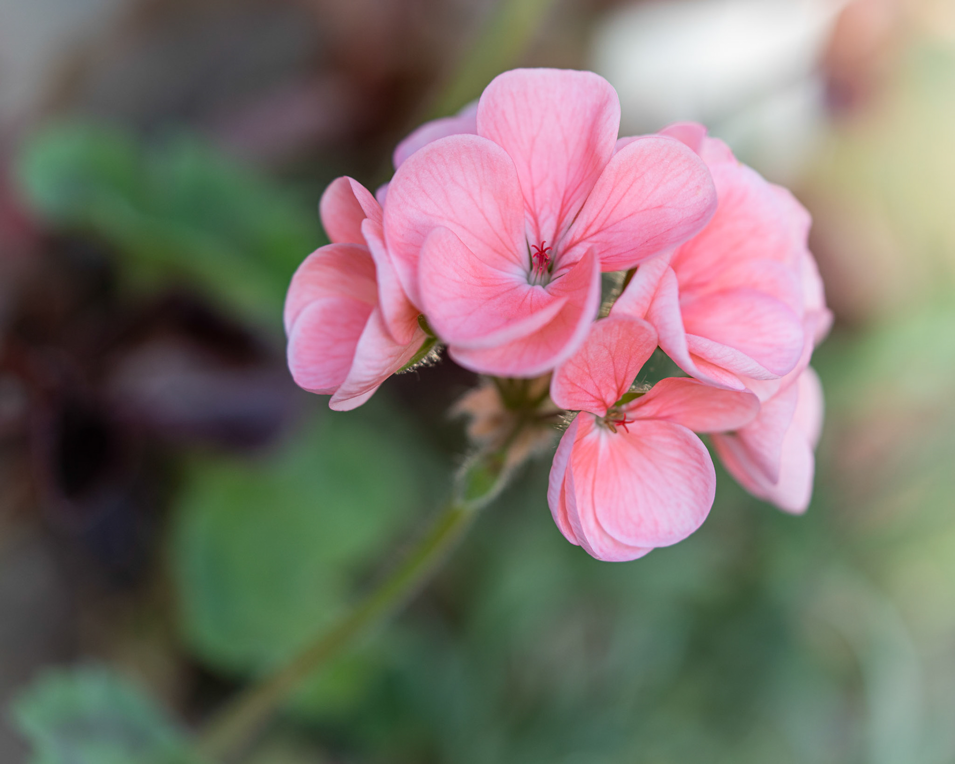 Geranium