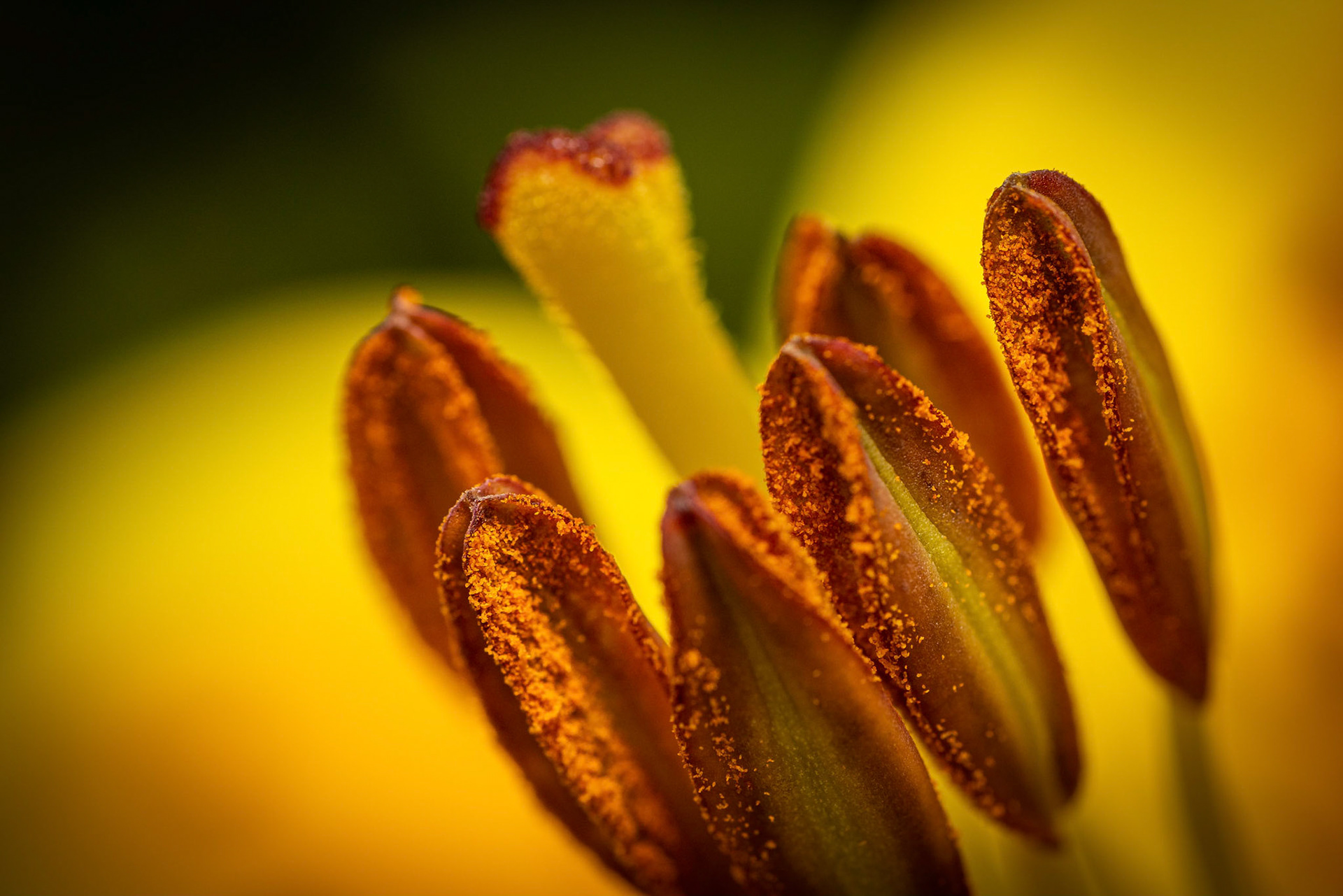 Yellow Lily pollen