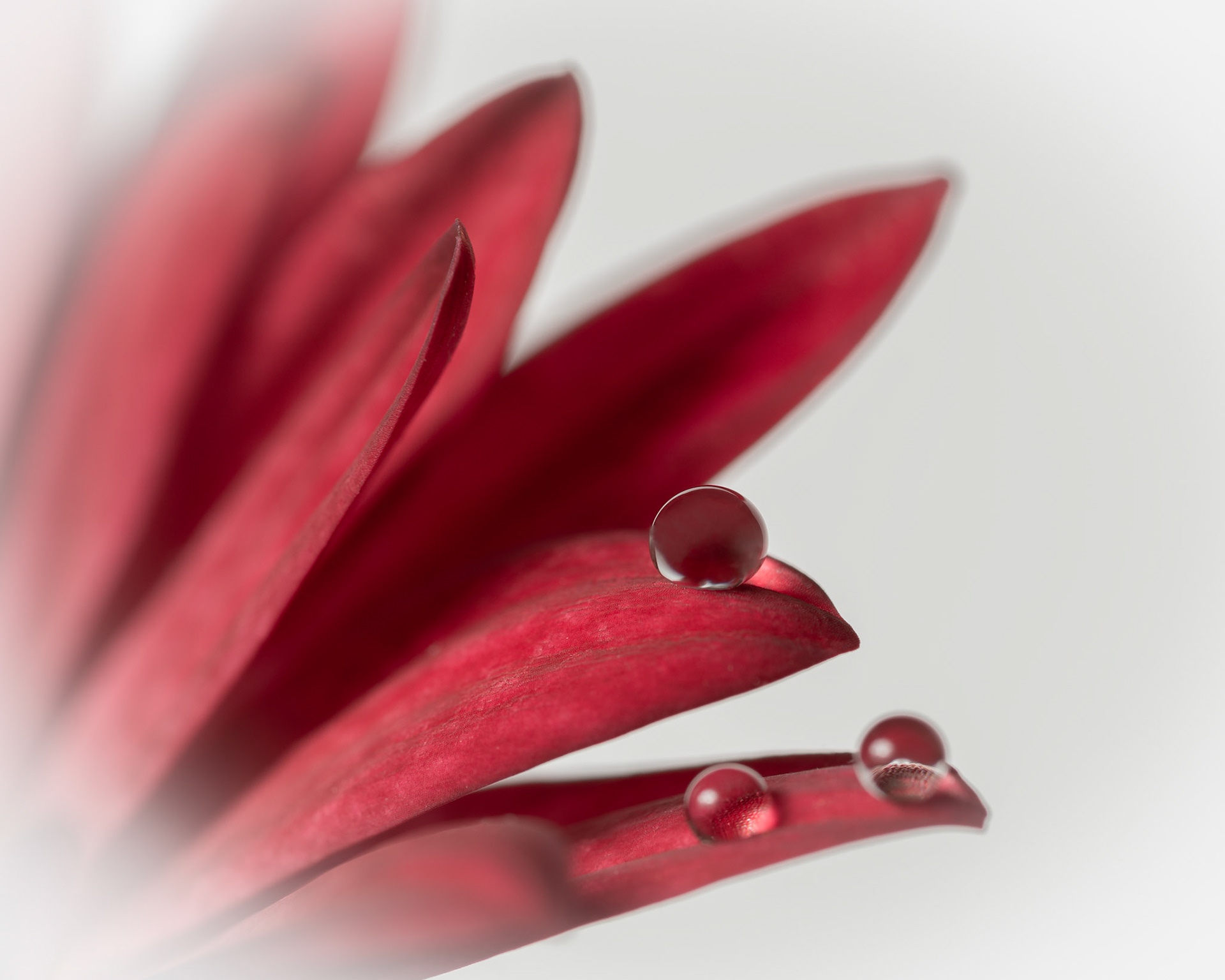Petal Drop red
