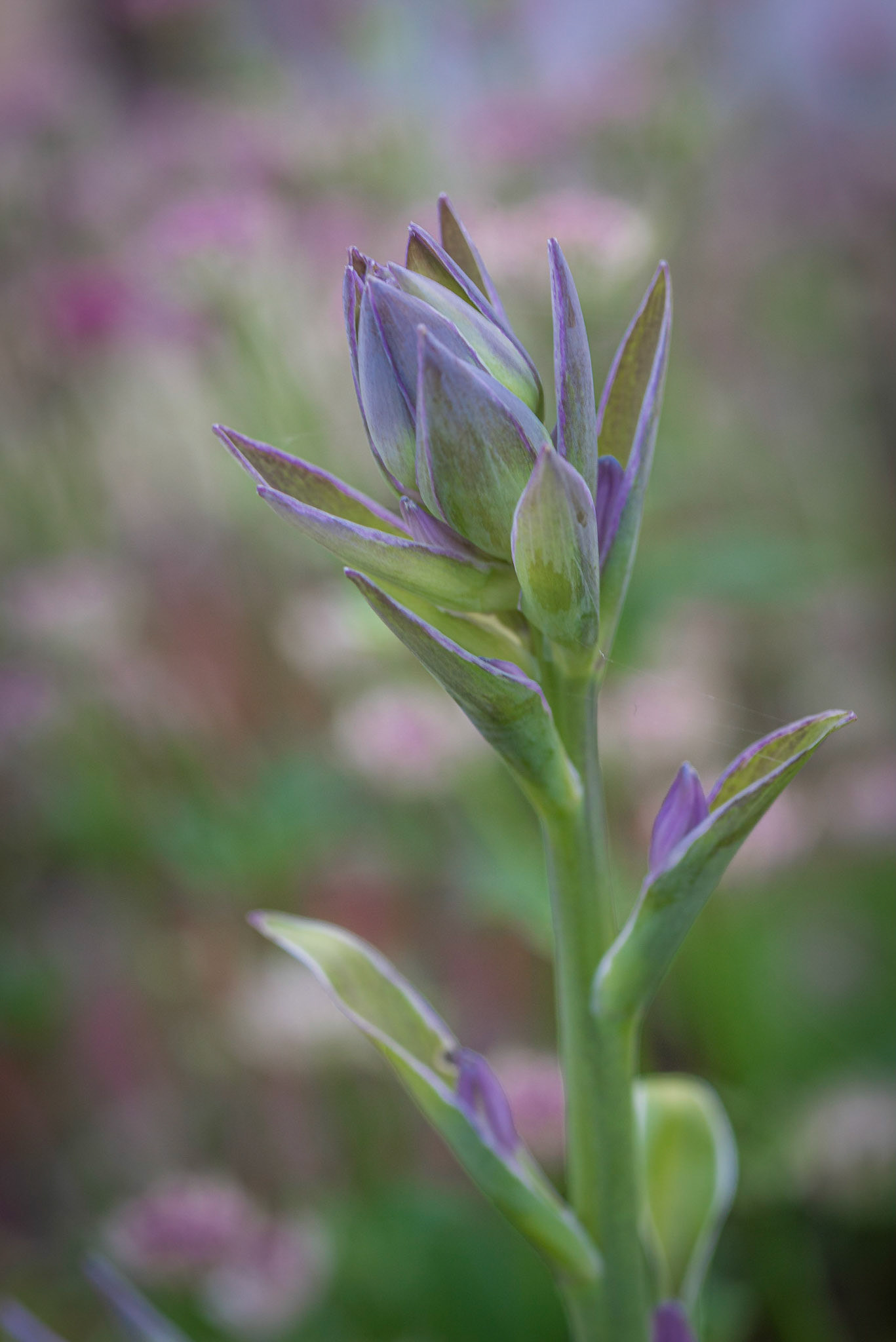Hosta