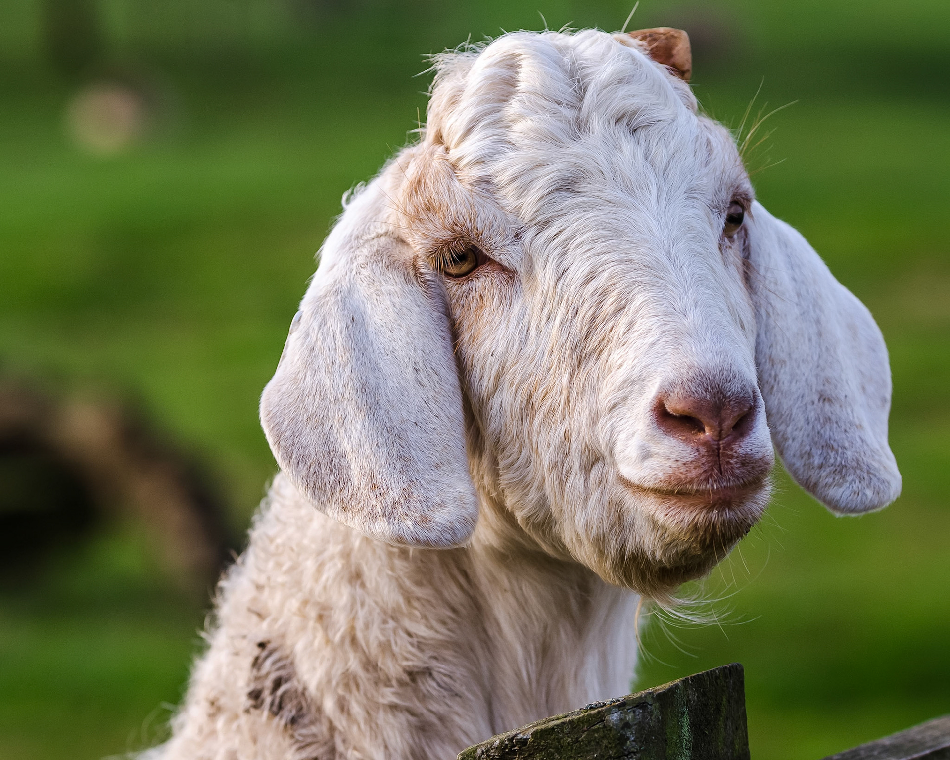 Rare Breed Goat 2