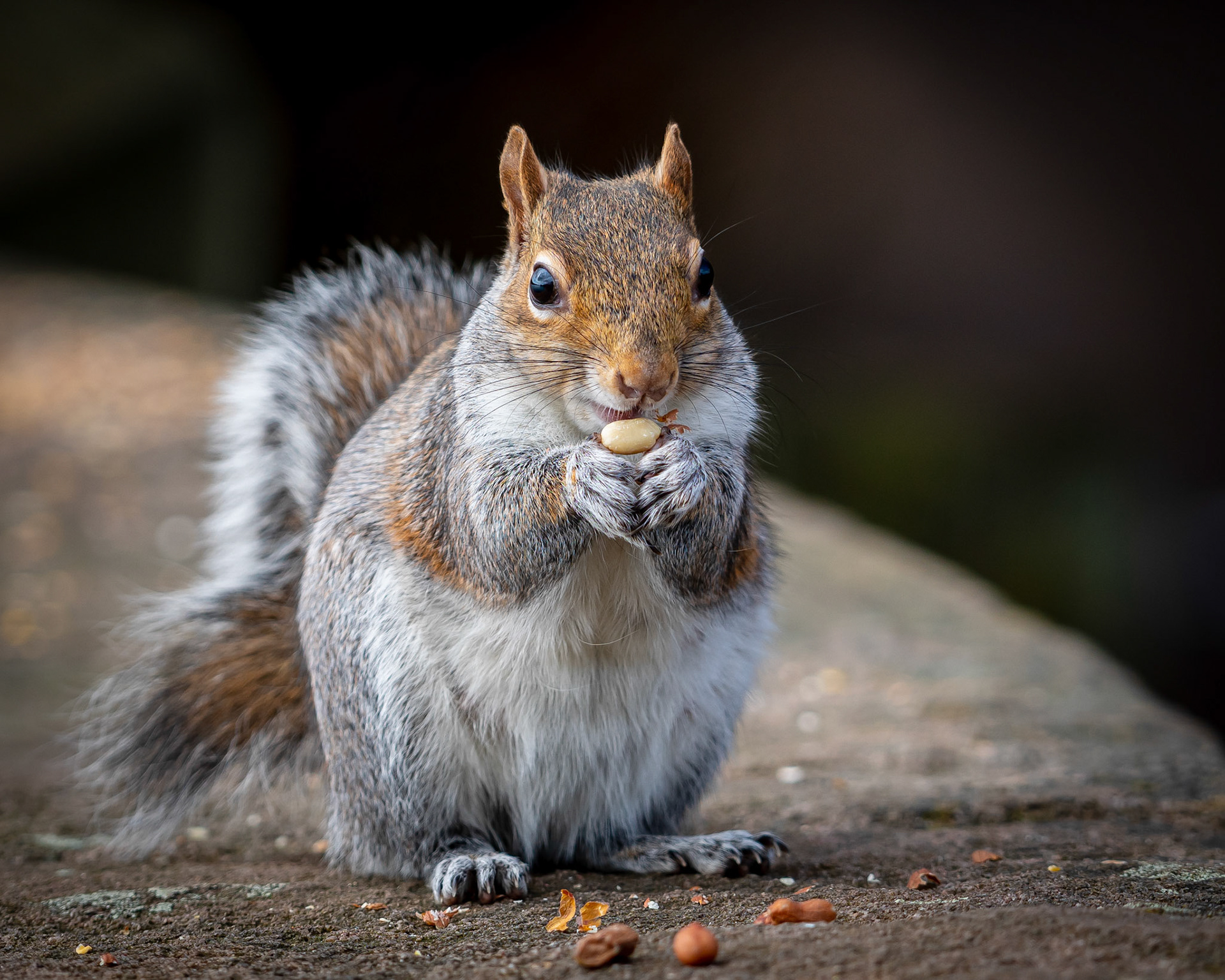 Cheeky Squirrel
