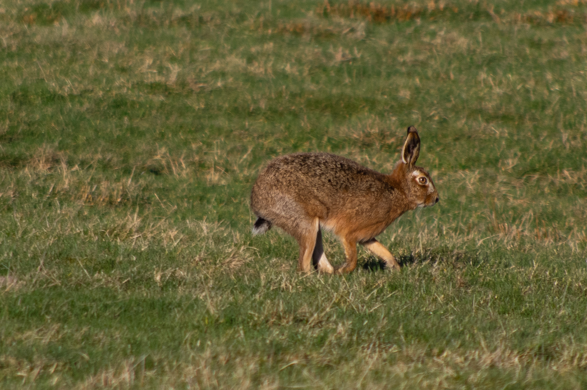 Brown Hare
