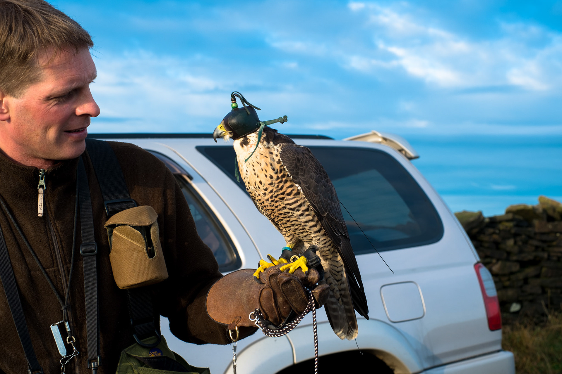 Falconer with Peregrine