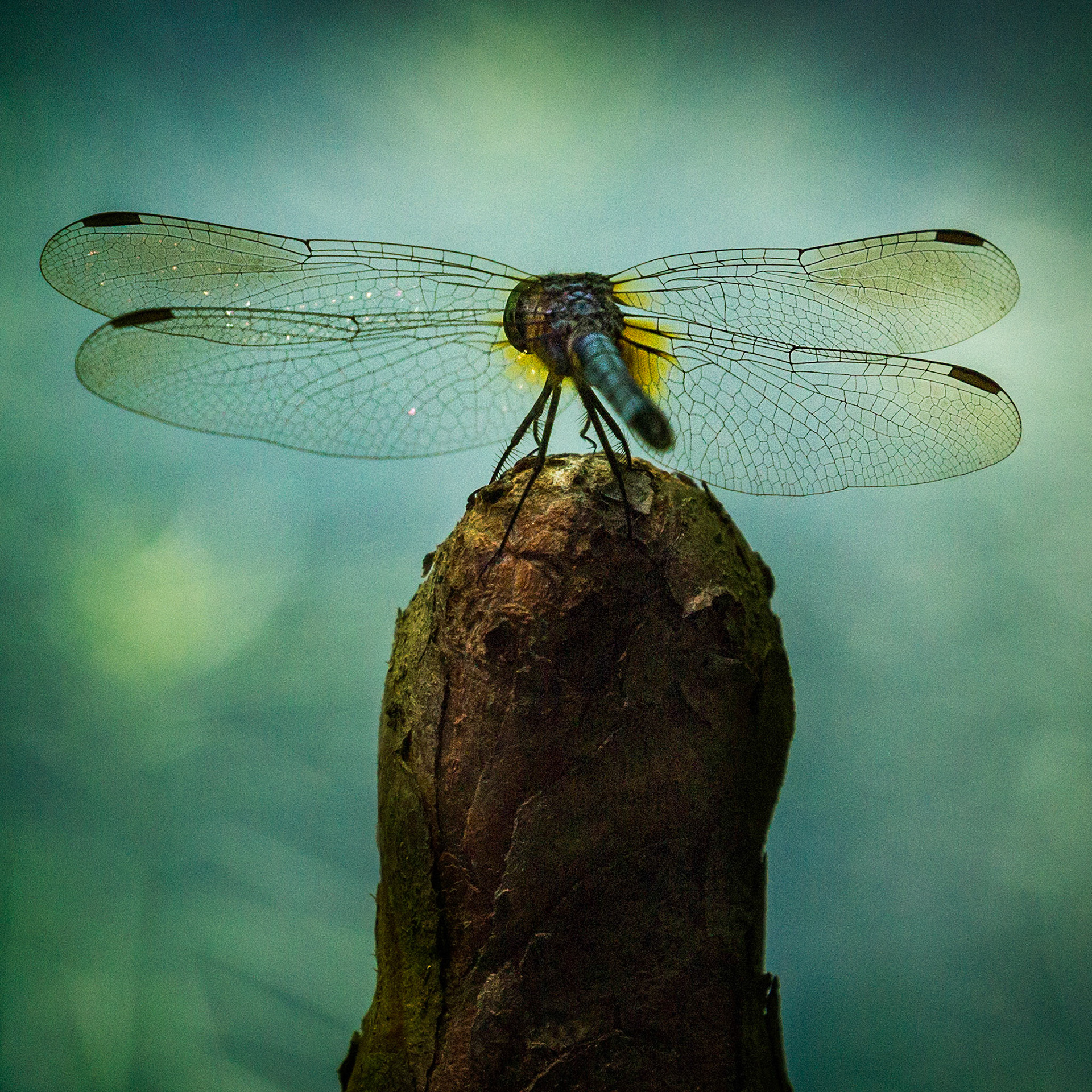 PENSIVE DRAGONFLY | GIBBS GARDENS