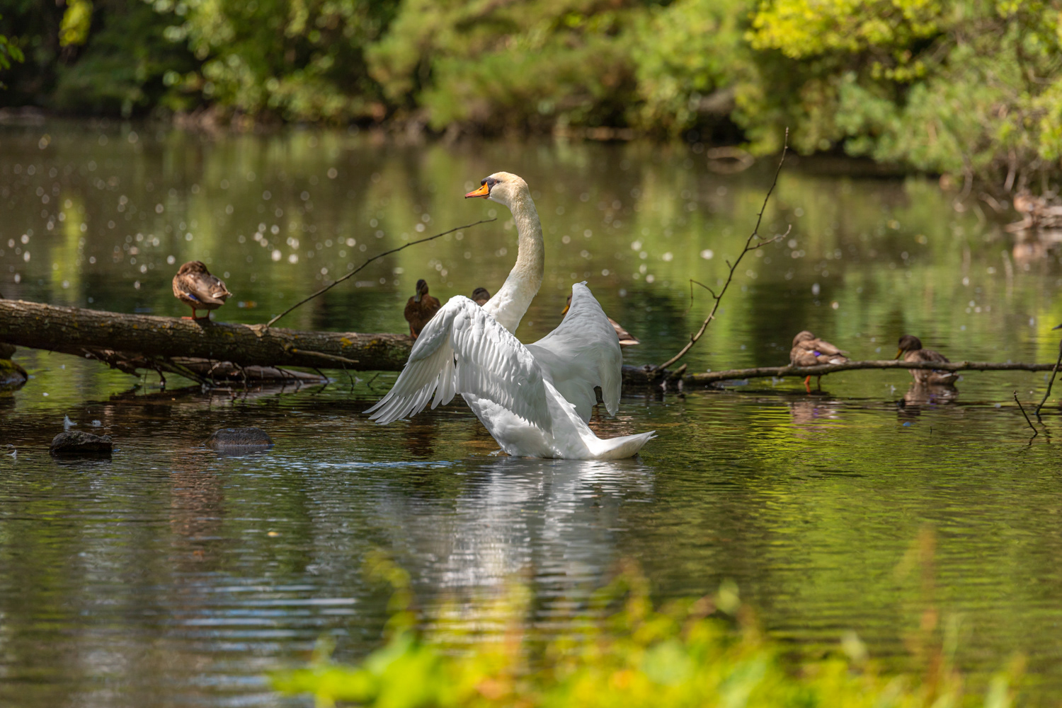 Swan Lake © Irwin Seidman