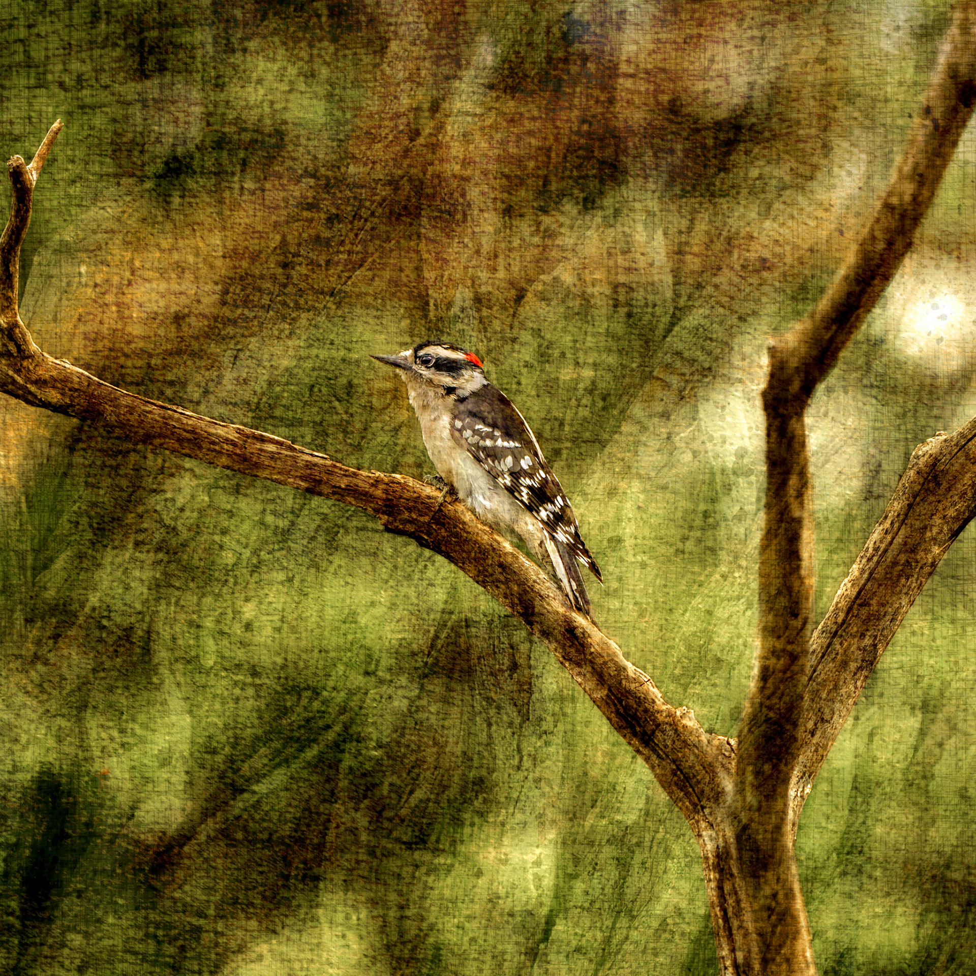 Downy Woodpecker © Irwin Seidman