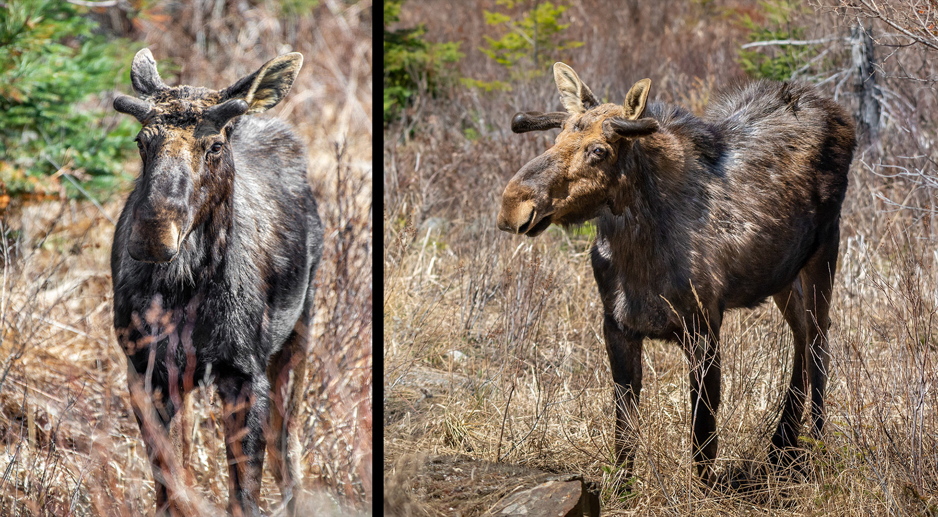 Young Bull Moose © Irwin Seidman