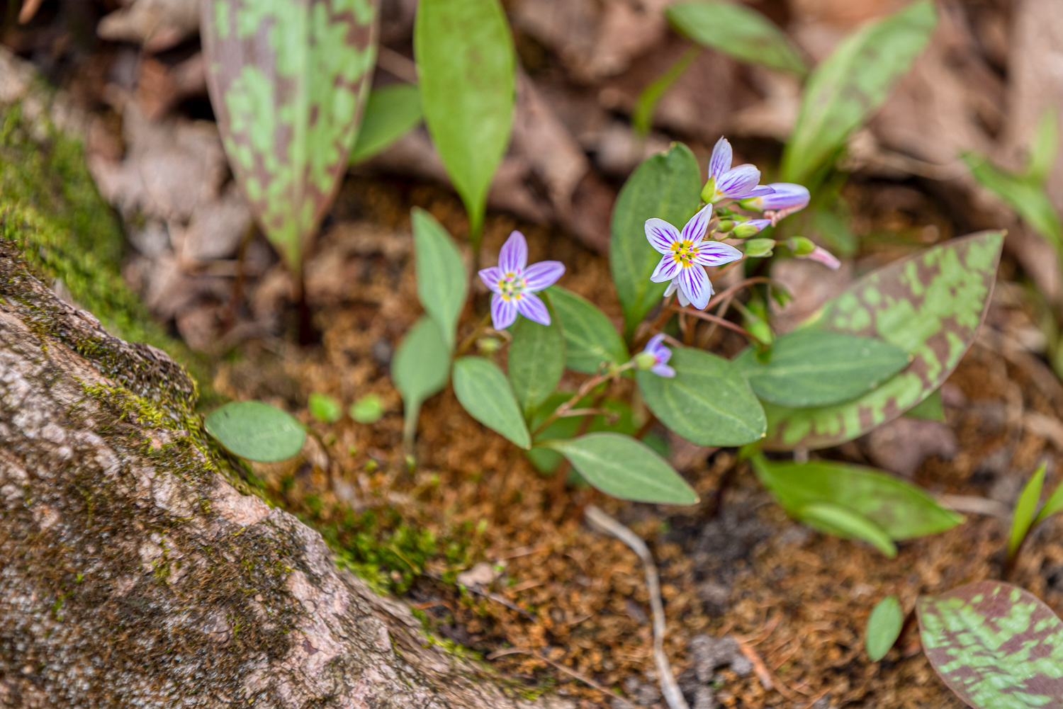 Carolina Spring Beauty © Irwin Seidman