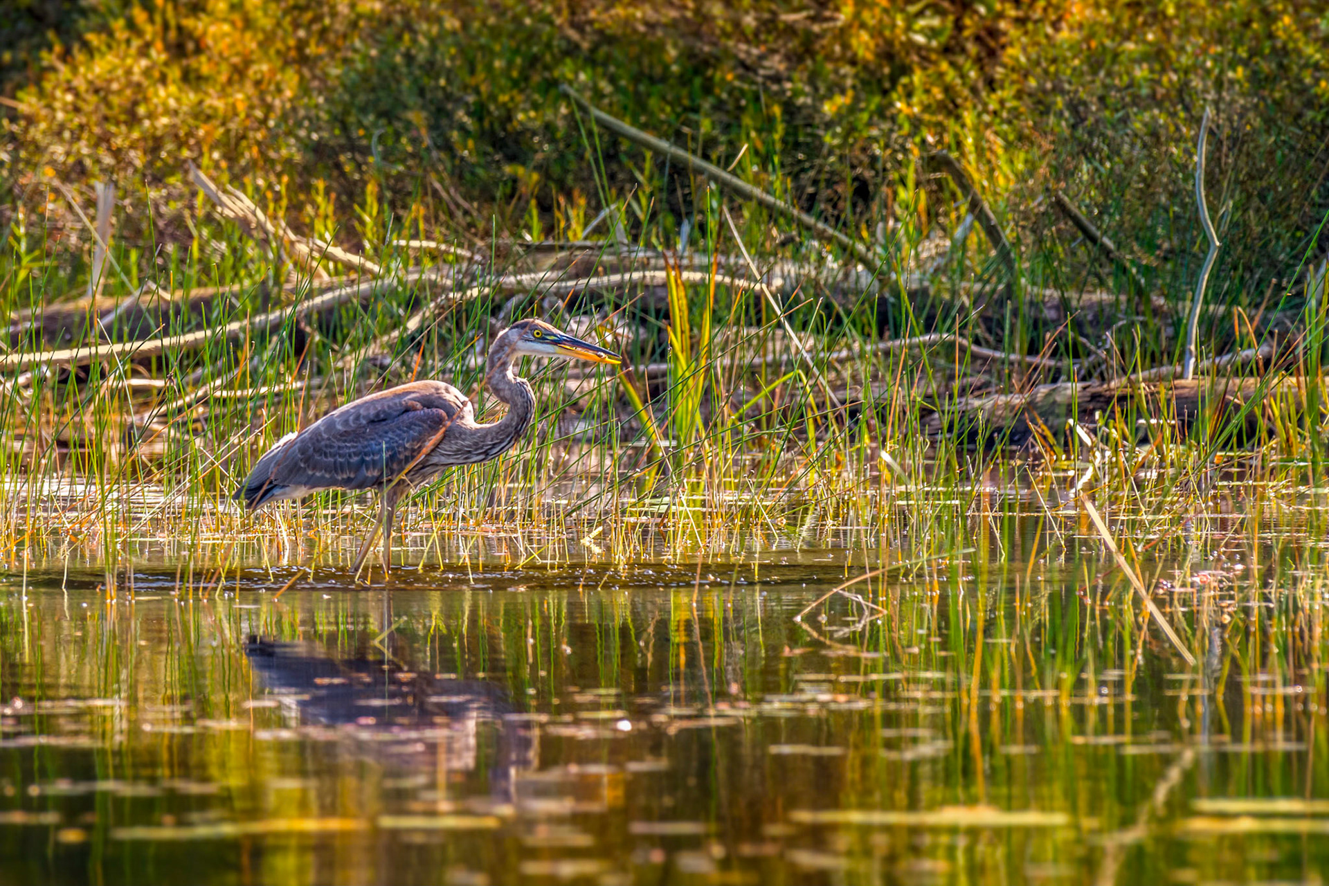Morning Catch © Irwin Seidman