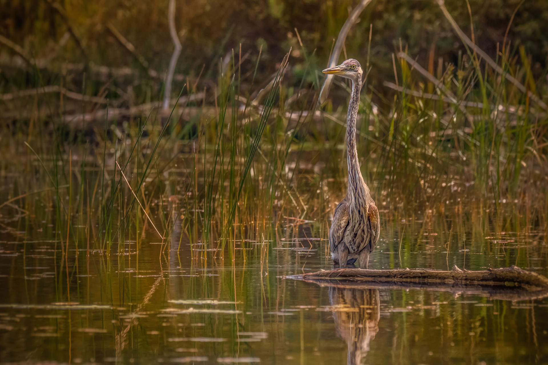 Great Blue Heron © Irwin Seidman