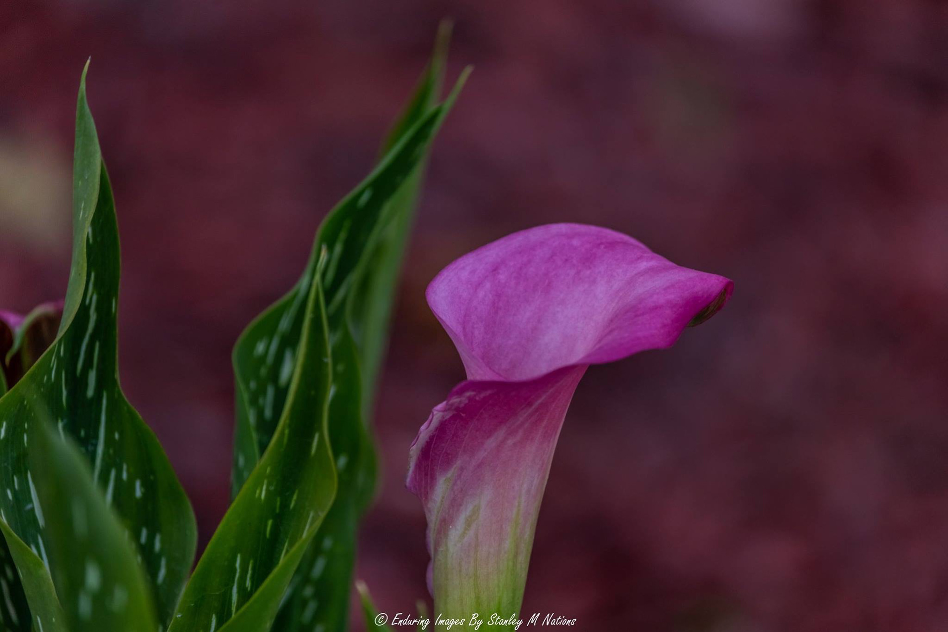 Enduring Images by Stanley Nations - Pink Calla Lilly