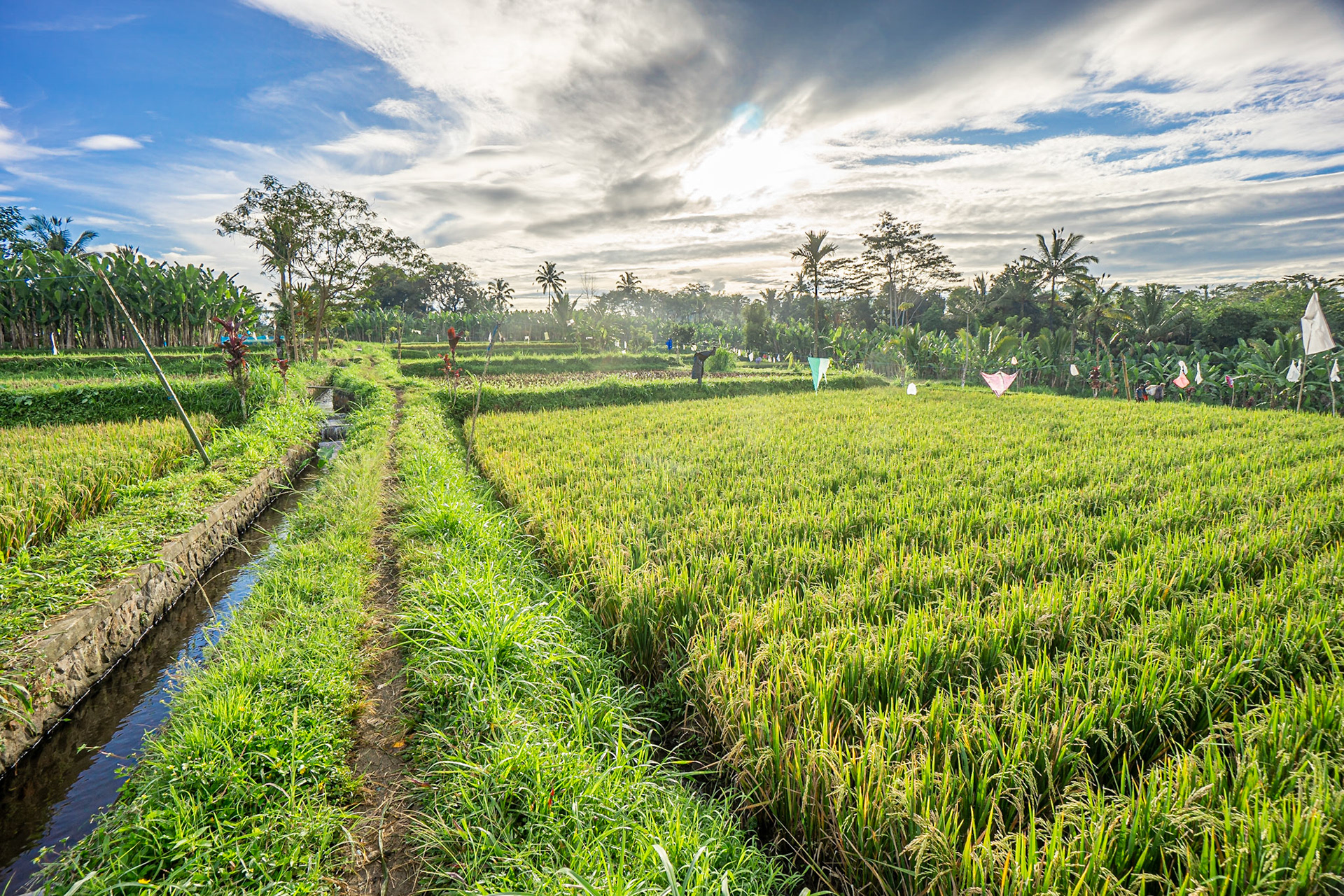 Bali