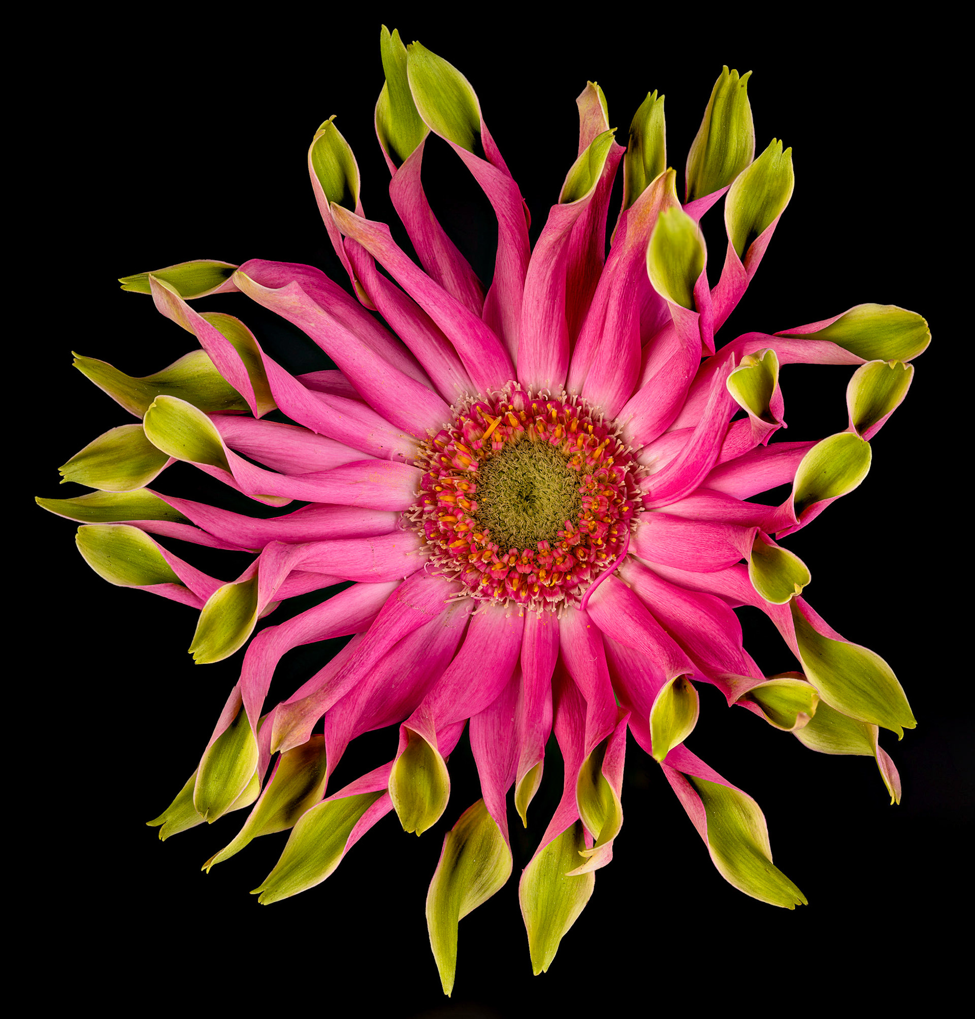 Gerbera-Pasta-venezia // composed of 1200 single exposures in 20 macro stacks