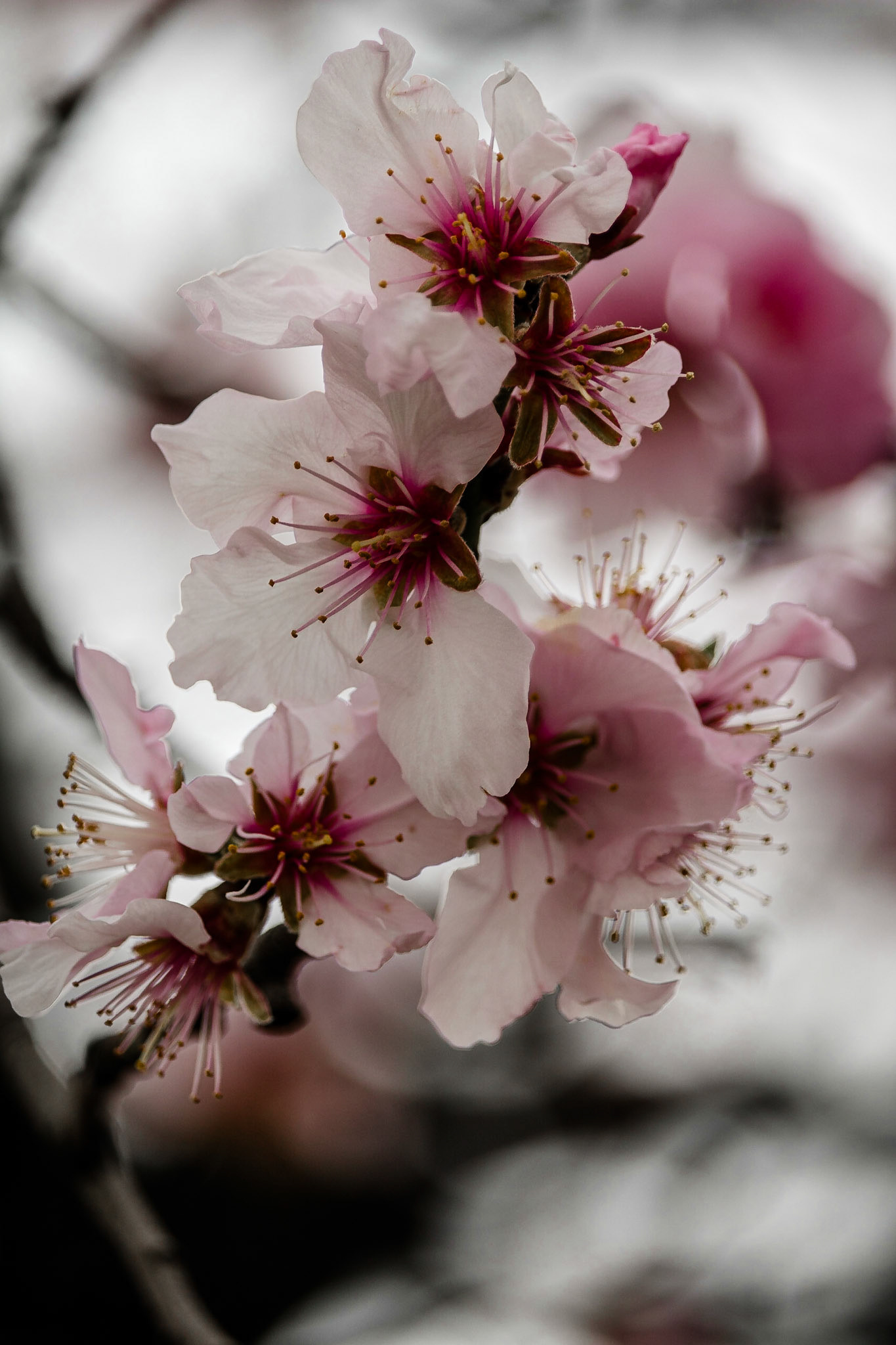 Mandelblüte