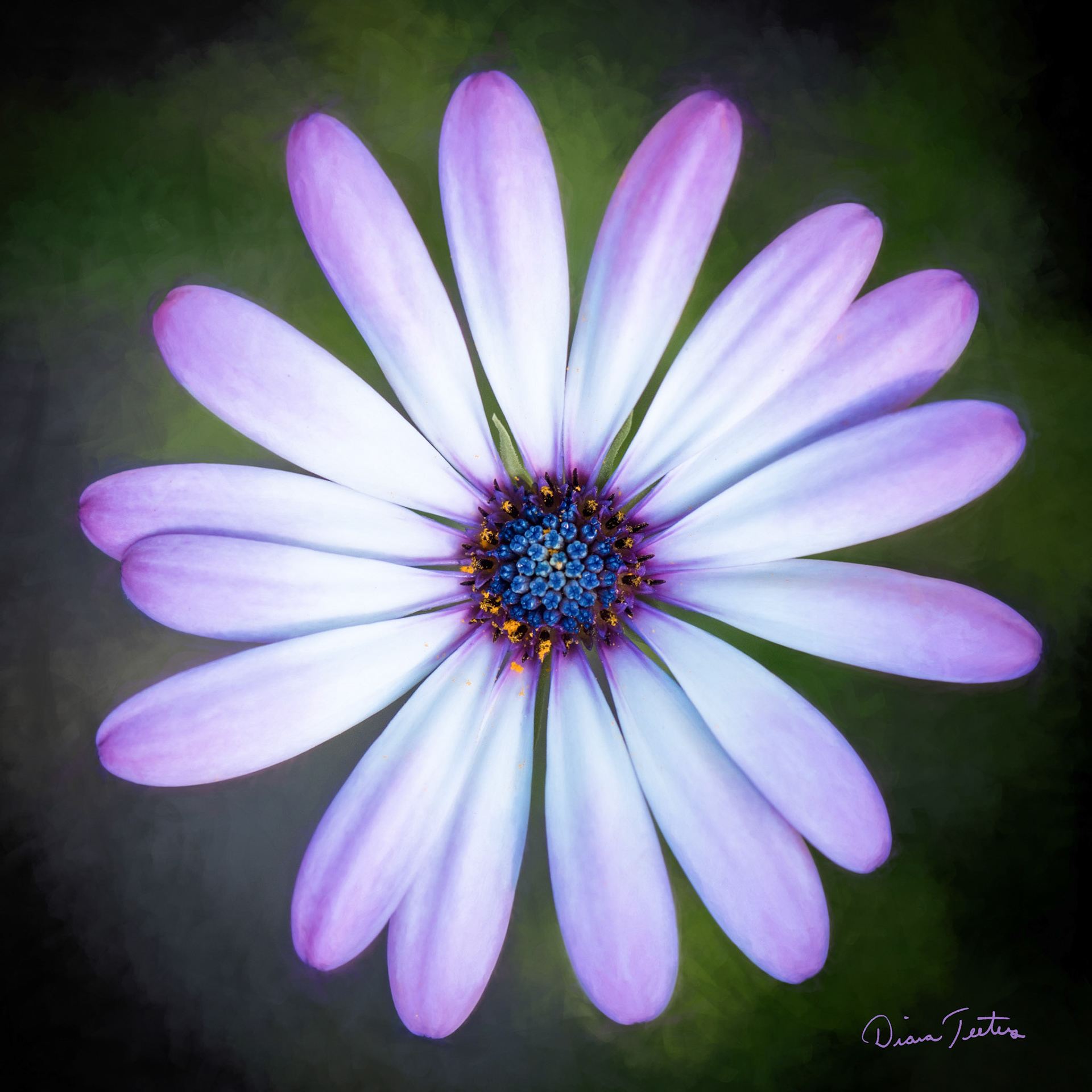 Purple Astor in its radiant beauty