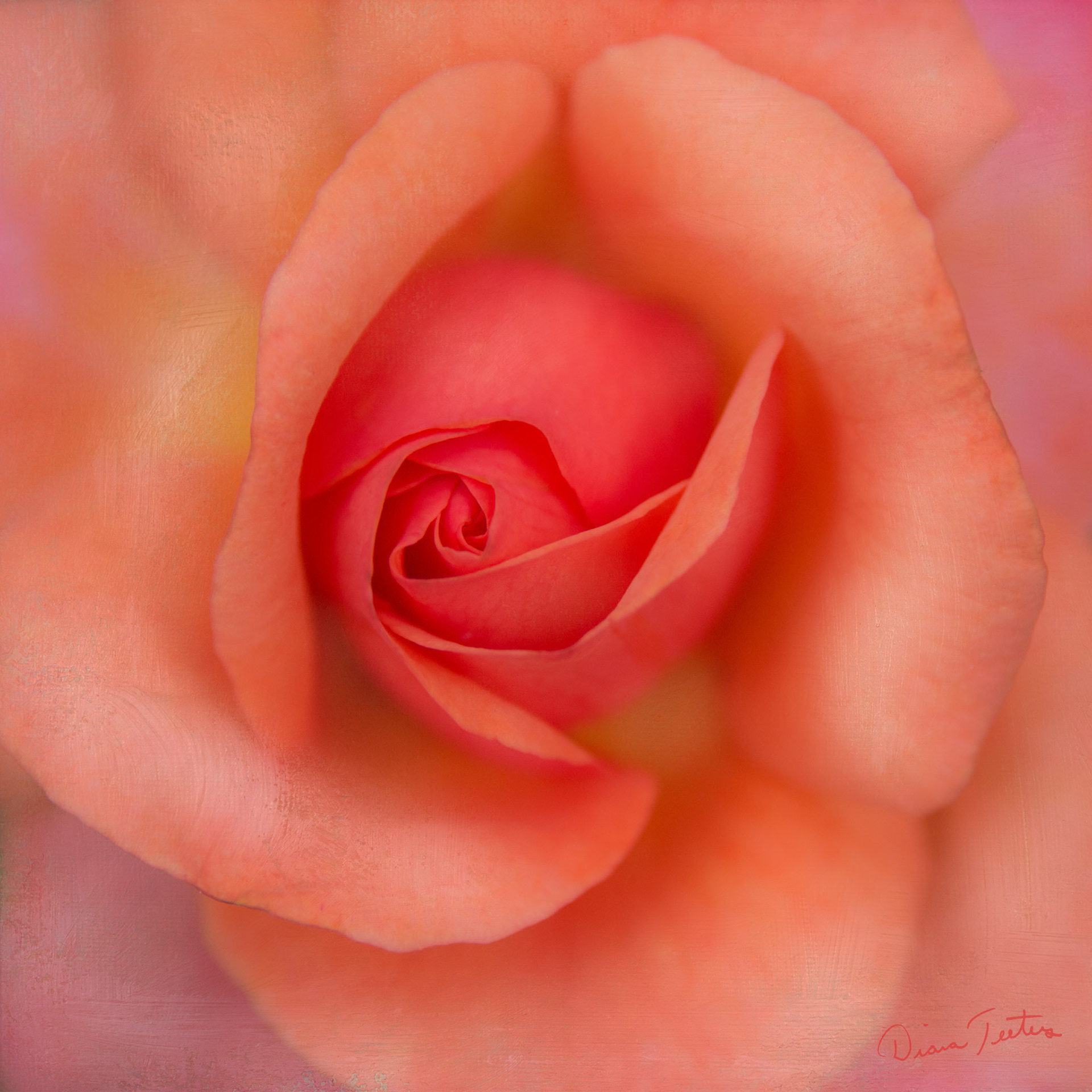 Macro shot of peach rose