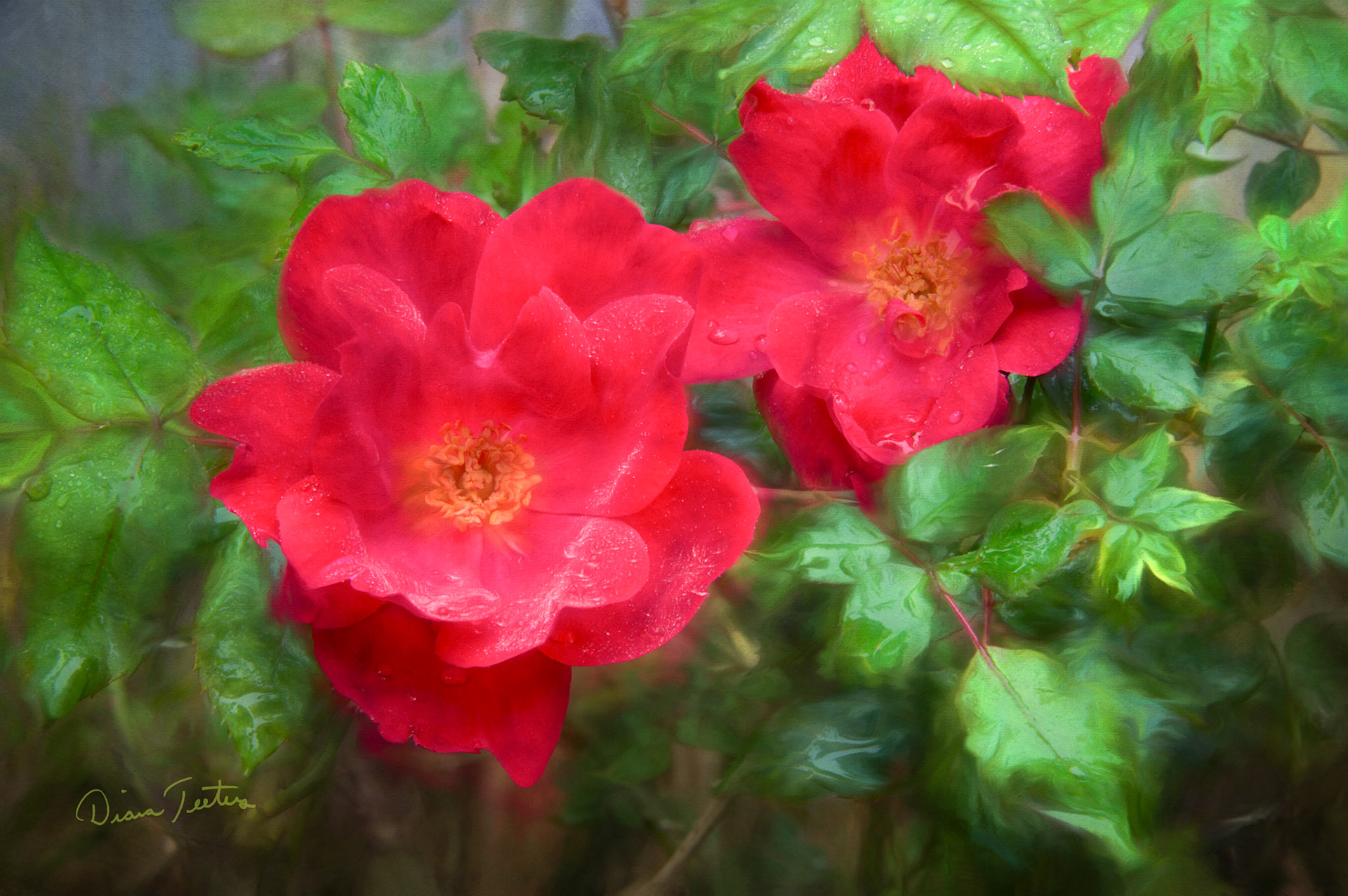 Two knock out roses as a paintograph