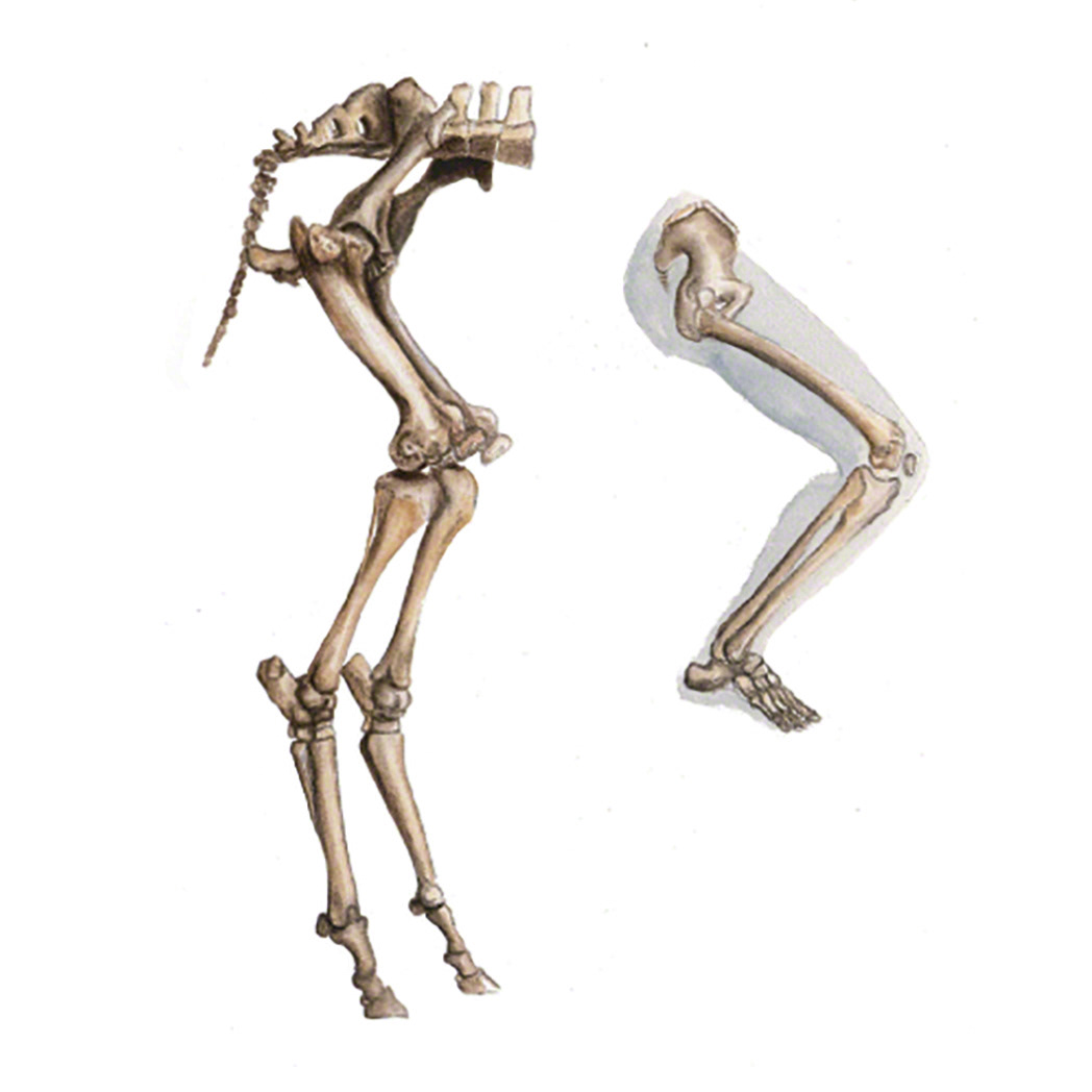 Comparison of human leg versus equine hind limb. Acrylic painting.