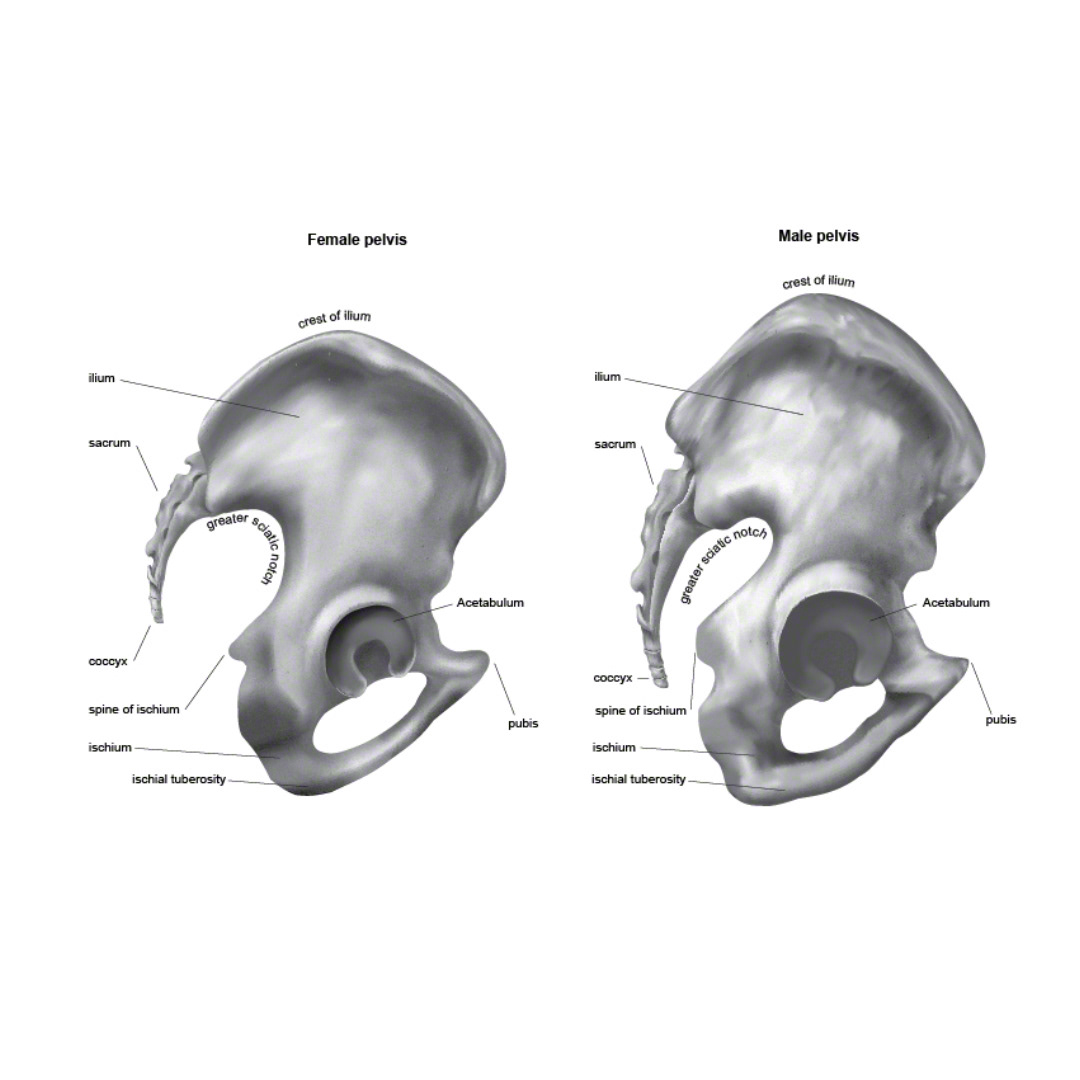 Cross section of male and female pelvis. Commissioned by Welcome Collection at the Wellcome Trust.