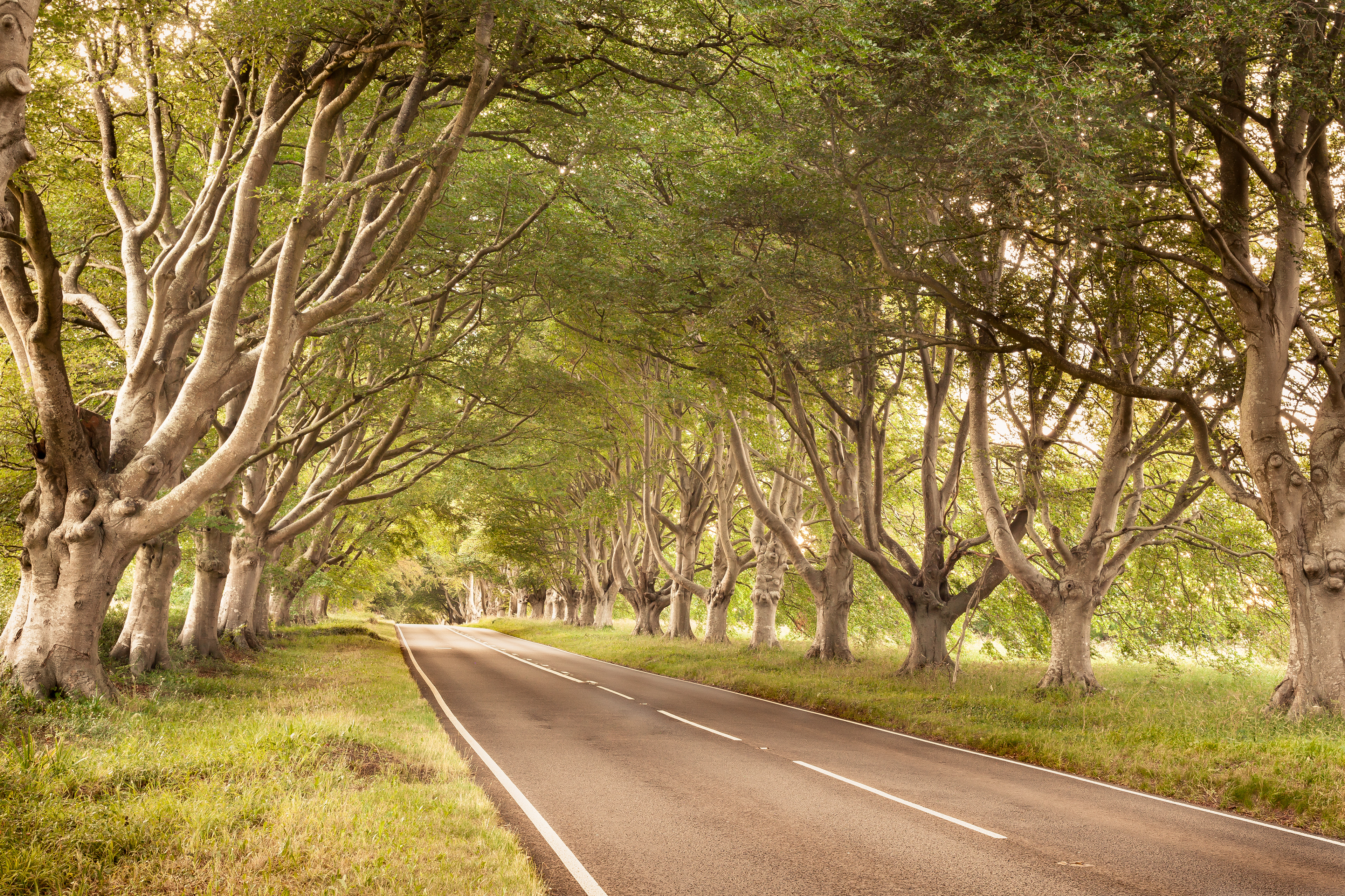 The Avenue Nr. Wimborne