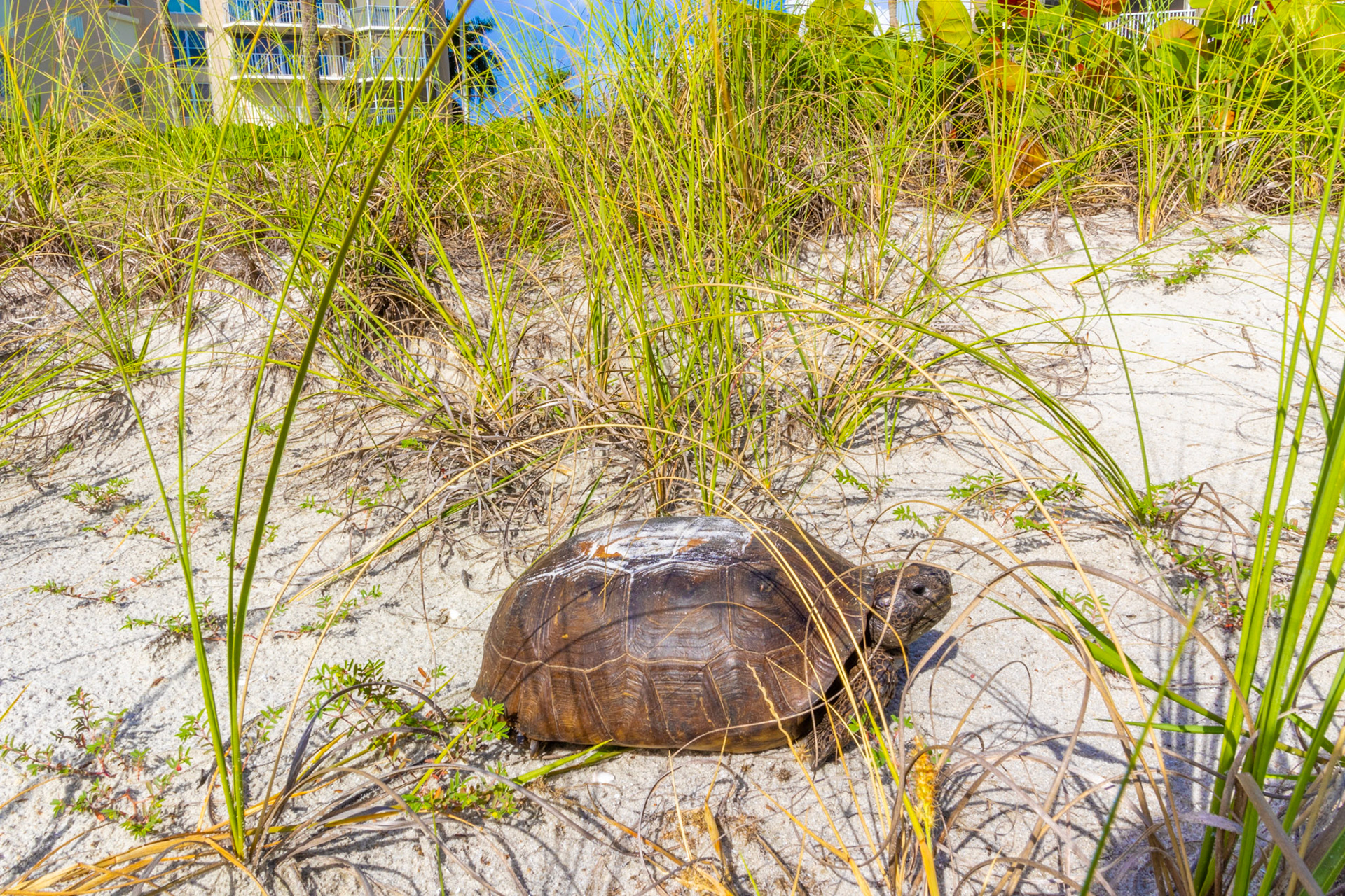 Never give up for that is just the place and time that the tide will turn.