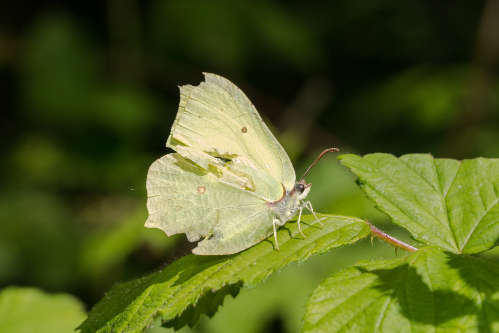 No.160 - It took a while to even get a shot of a Brimstone, let alone get a decent one, but I finally caught up with one at RSPB Strumpshaw Fen. Brimstone butterflies are awesome. They are one of the first to appear in Spring, often when it’s still cold and wintery - they are tough cookies. This one looks like it’s seen a few chilly mornings..