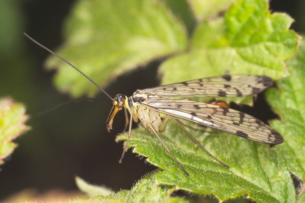 No.101 - Look at this beast! The Scorpion Fly (Panorpa sp.), named so for the way it curls up the end of its abdomen like a Scorpion. Despite the fearsome name, they are harmless and don't have a sting. They are scavengers, feeding largely on dead insects, with makes them pretty useful as one of nature's cleaner-uppers.