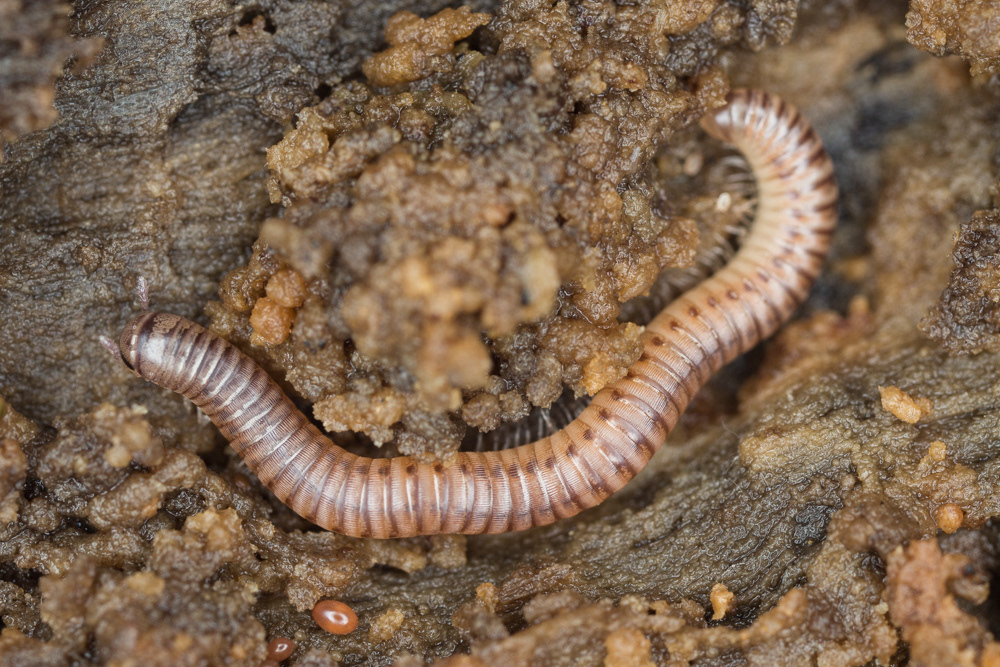 No.22 - Cylindroiulus punctatus is a pale pinkish brown millipede which lives in deadwood. They can live for quite a long time - the female starts to lay eggs in her third year.
