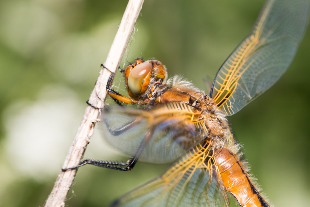 No.141 - I had the most incredible close-up encounter with this young Scarce Chaser at Strumpshaw Fen today. I had been watching them from a distance all morning with my long lens, but this one sat and let me approach it with the 100mm macro. At this distance I could see every detail of its magnificent wing gear, and those stunning eyes. What an amazing invertebrate!