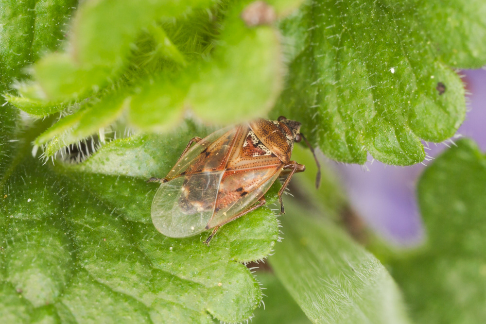 No.91 - This little guy is the Birch Catkin Bug I was meant to post last week, but posted the Lygus photo by mistake! This is also a beautifully patterned bug - and it can emit a mating call through part of its hind wings.