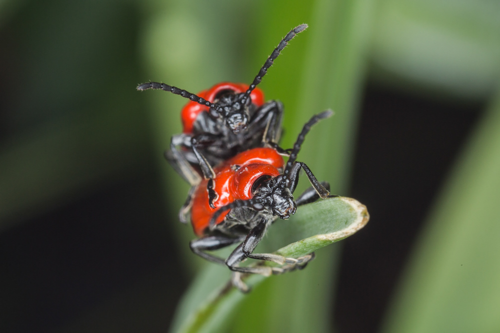 No.118 - Mum and I were chatting in her garden when these Lily Beetles caught my eye and I pointed them out to her. Seriously, it’s been a long time since I’ve seen her lose it. 🤣Turns out that this is her arch enemy, and there were loads of them munching on her fritillaries and making out with each other. Lilioceris lilii can cause a lot of damage in gardens, and gardeners go to great lengths to prevent their proliferation. This is a non-native species, introduced around eighty years ago. According to RHS records, it has undertaken a distribution explosion in the last 30 years. I'd be interested to hear your opinions on whether this beetle, and other 'pest' beetles, should be left to do their thing, or whether they are a threat to native species and should be controlled? What do you think?