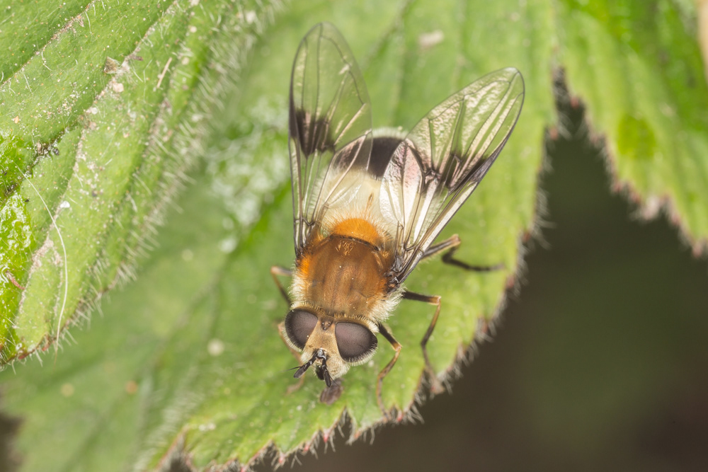 No.124 - Part fly, part panda 🐼 This is Leucozona lucorum, a large fluffy hoverfly, which was sunning itself on the woodland edge in Broxbourne Woods yesterday. Their larvae feed on aphids, so big thumbs up for these guys. I’m still so surprised by the diversity of hoverflies, and their adaptations to mimic other insects. This one seems to be trying to look like a bee 🐝