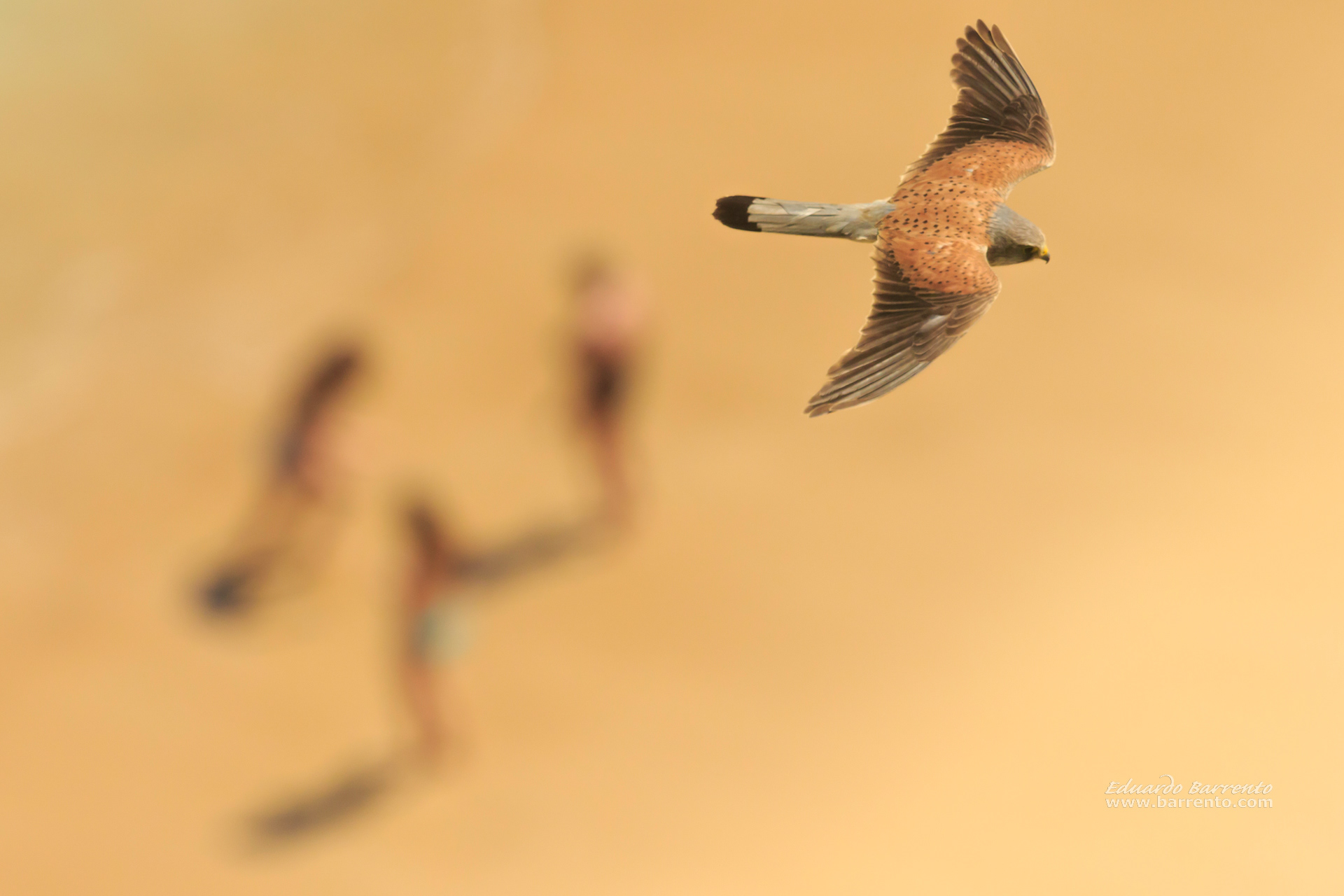 Peneireiro. The common kestrel (Falco tinnunculus)