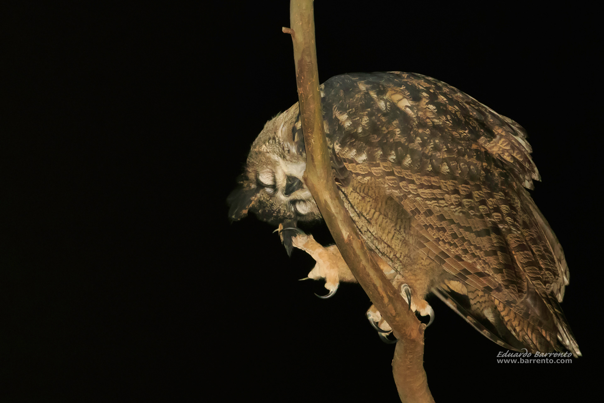 Bufo-real (Bubo bubo). The Eurasian eagle-owl