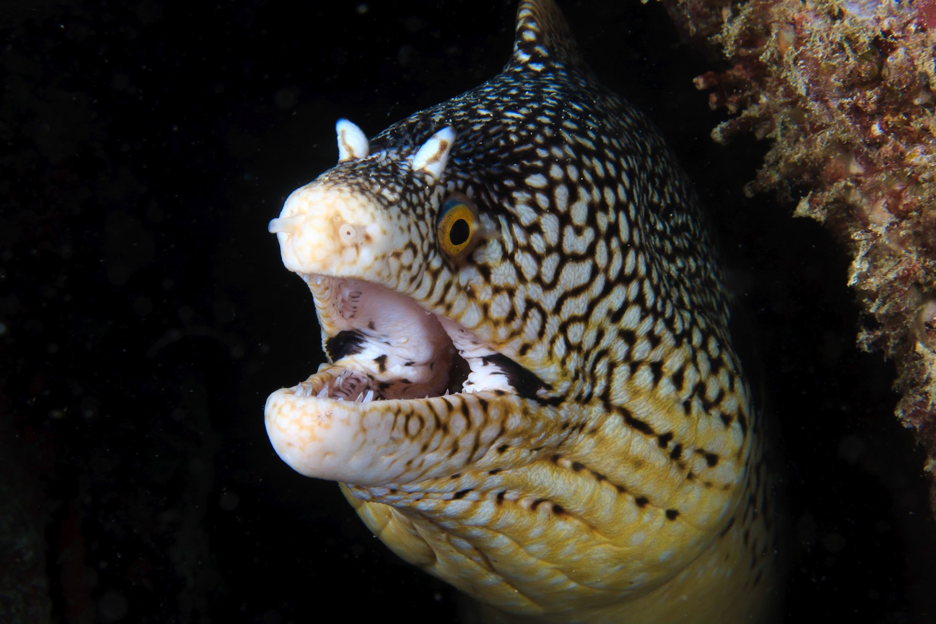 Dive Tribe, Foya Braco