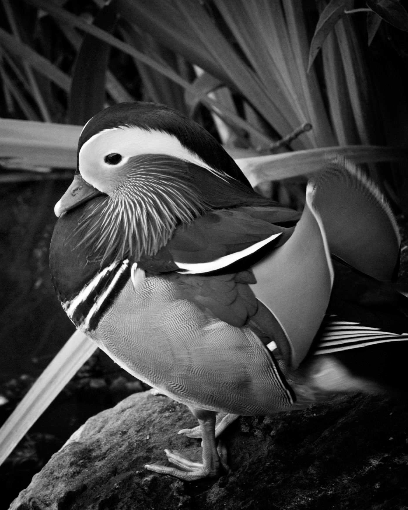 Memphis Wood Duck