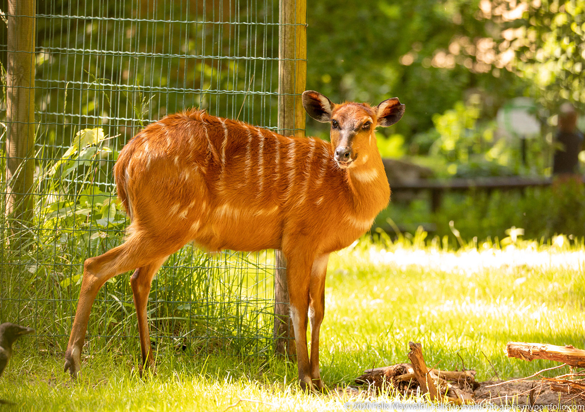 Felix Maywald Zoologischer Garten Eberswalde